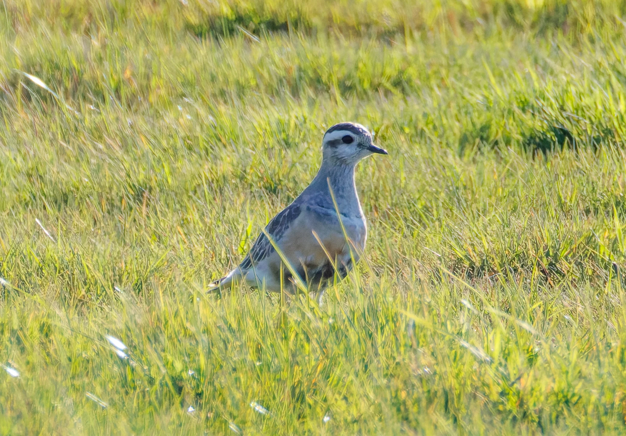 Eurasian Dotterel, Druridge Pools, Seahouses, Northumberland, UK — photo by Orlando Prugel-Bennett