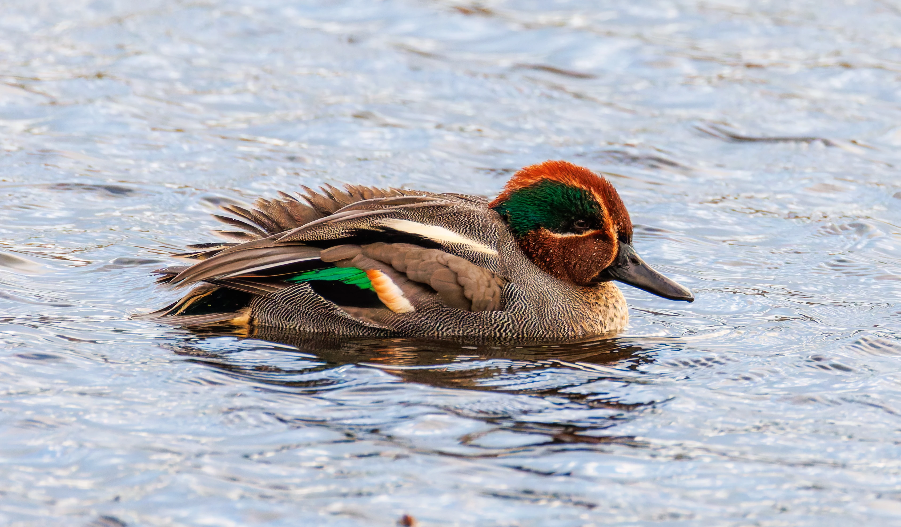 Teal, Leighton Moss, UK — photo by Orlando Prugel-Bennett