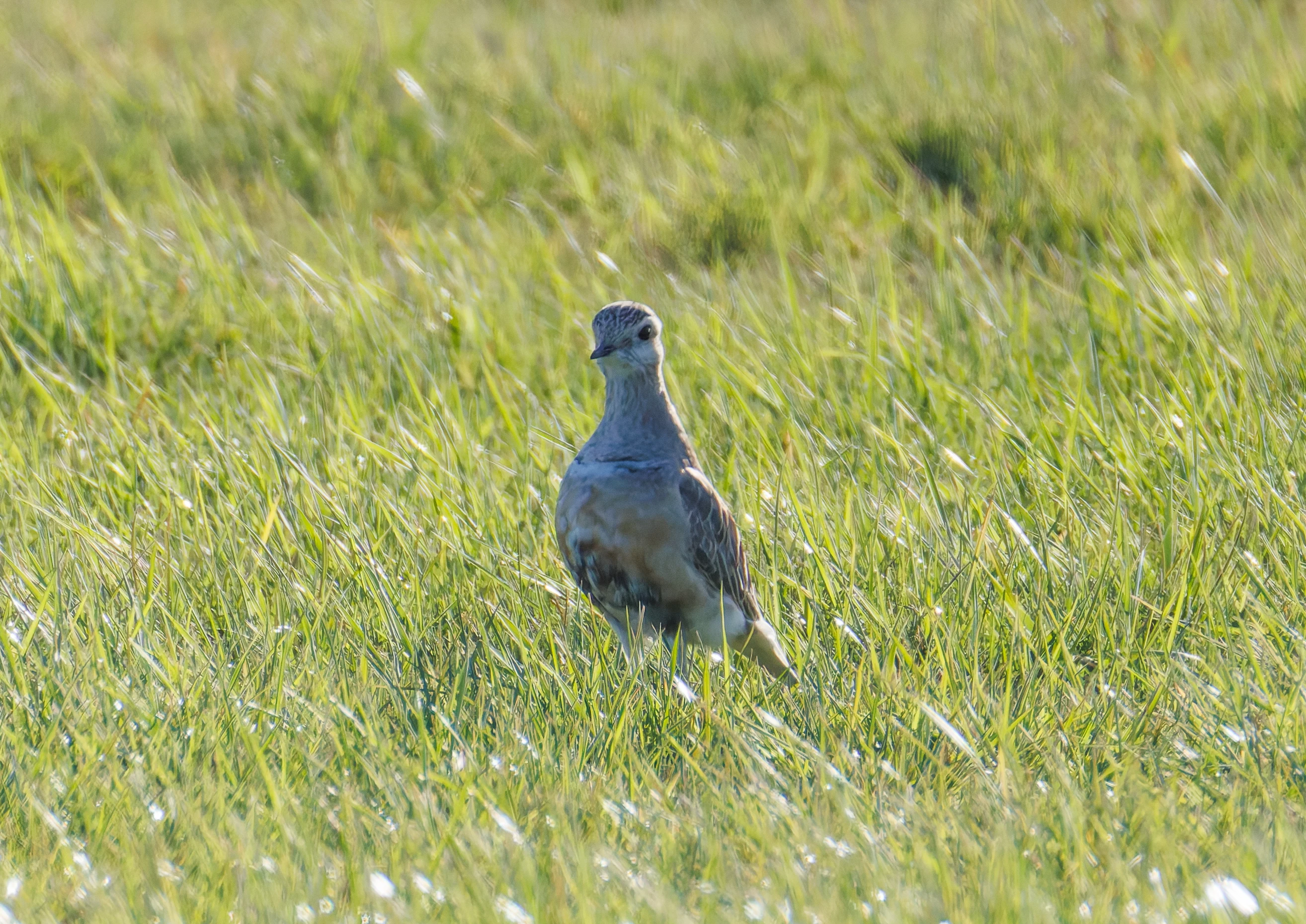 Eurasian Dotterel, Druridge Pools, Seahouses, Northumberland, UK — photo by Orlando Prugel-Bennett