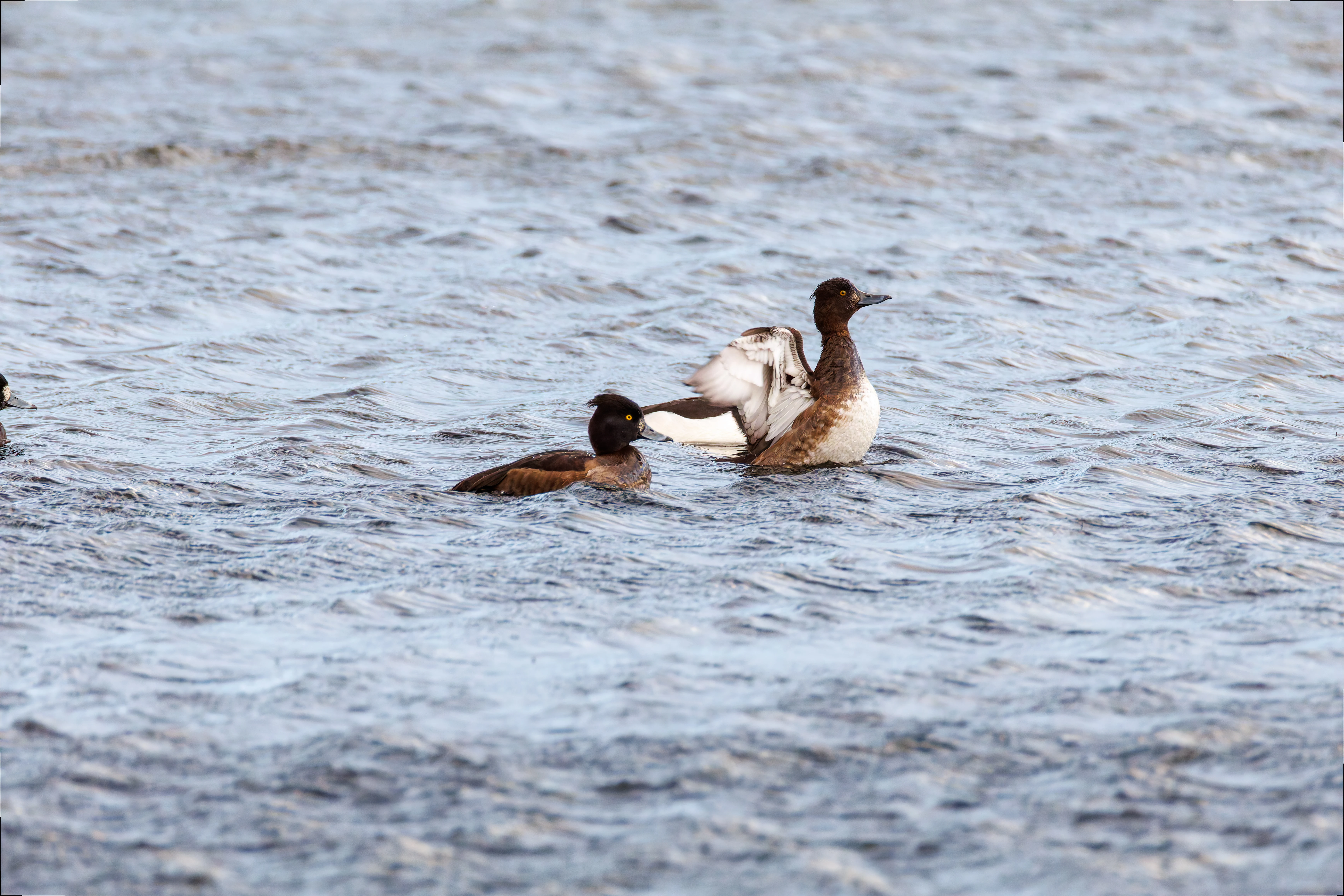Tufted Ducks, Leighton Moss, UK — photo by Orlando Prugel-Bennett