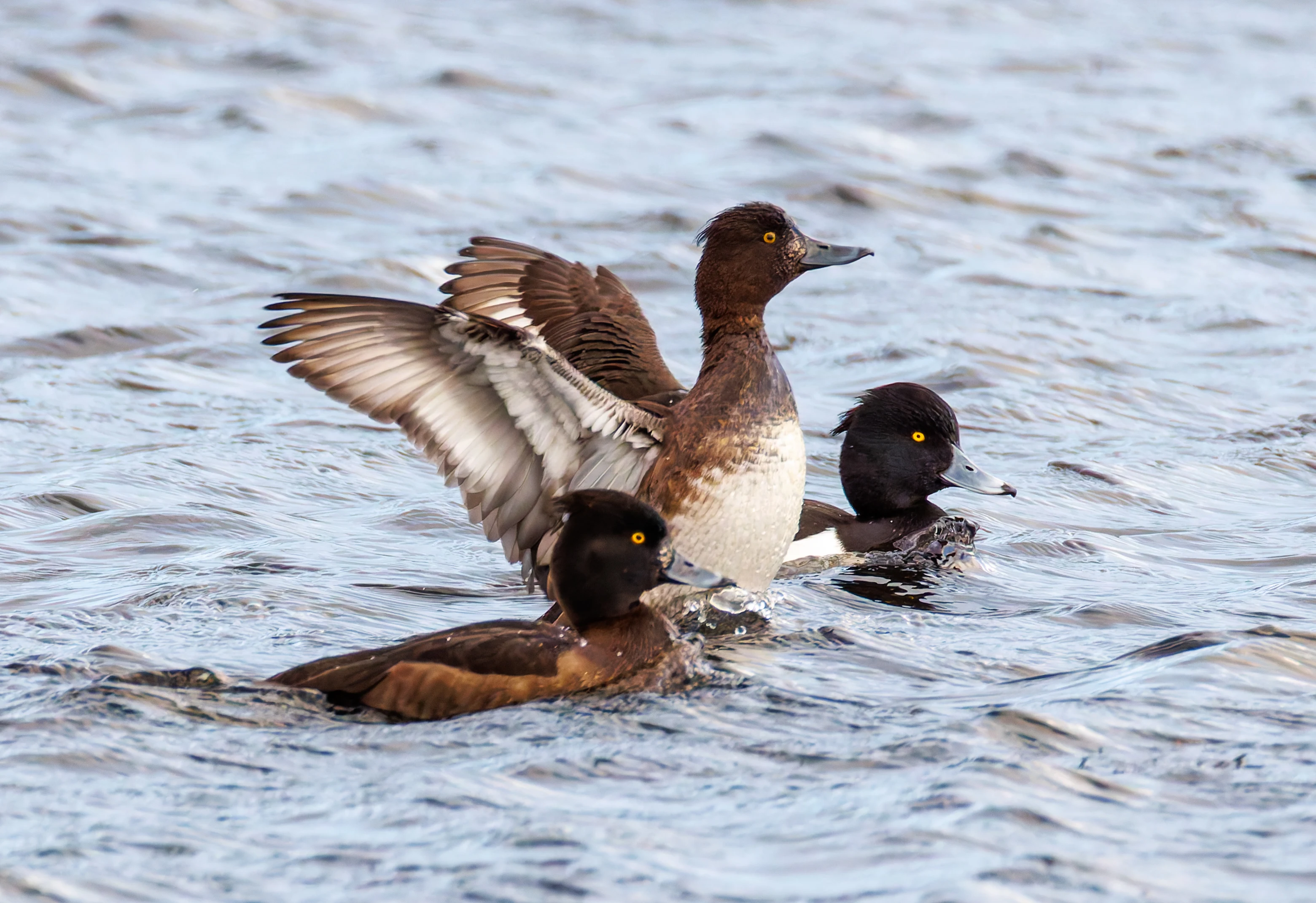 Tufted Ducks, Leighton Moss, UK — photo by Orlando Prugel-Bennett