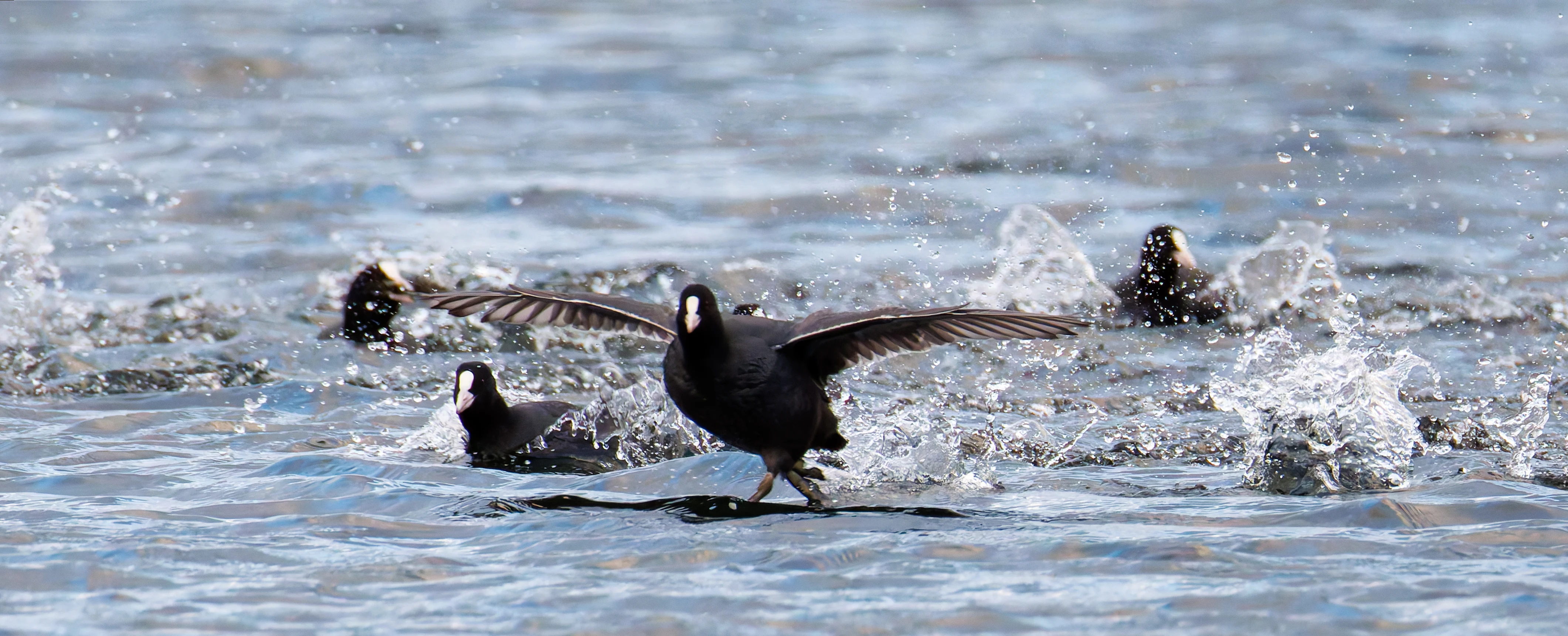 Coot, Leighton Moss, UK — photo by Orlando Prugel-Bennett