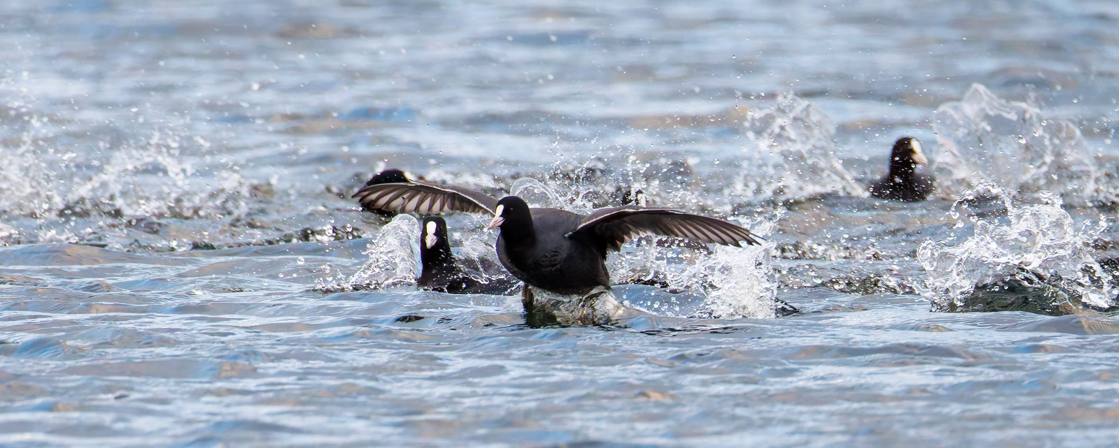 Coot, Leighton Moss, UK — photo by Orlando Prugel-Bennett