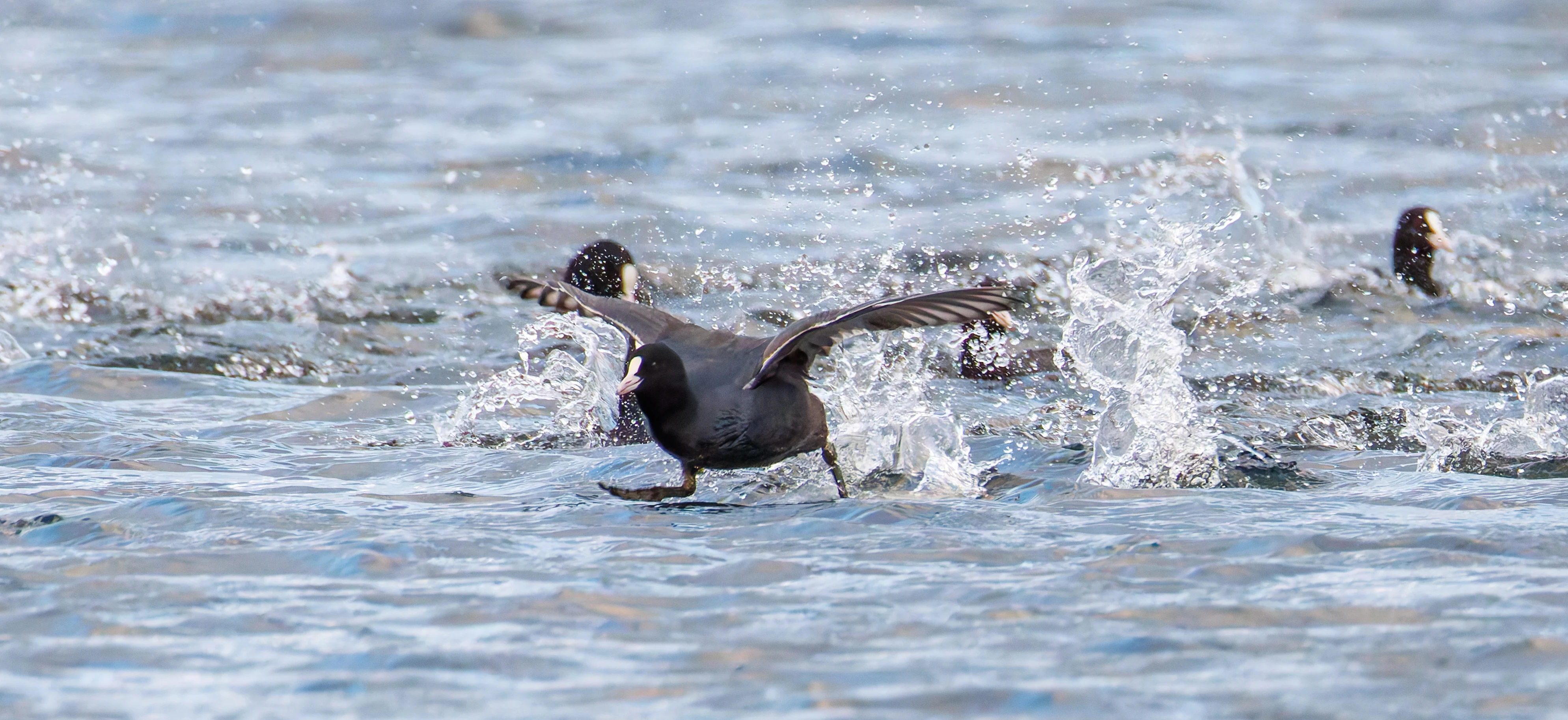 Coot, Leighton Moss, UK — photo by Orlando Prugel-Bennett