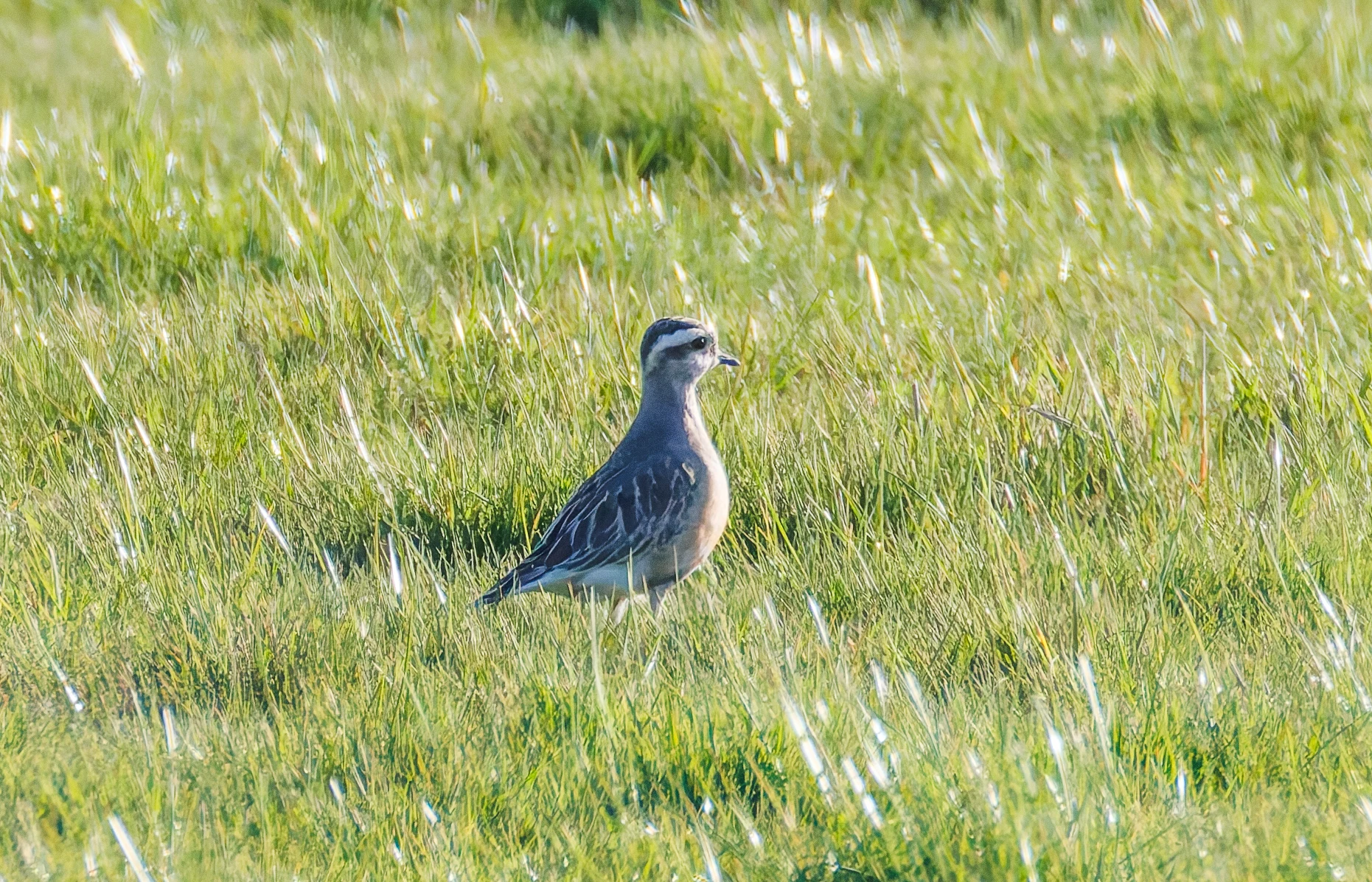 Eurasian Dotterel, Druridge Pools, Seahouses, Northumberland, UK — photo by Orlando Prugel-Bennett
