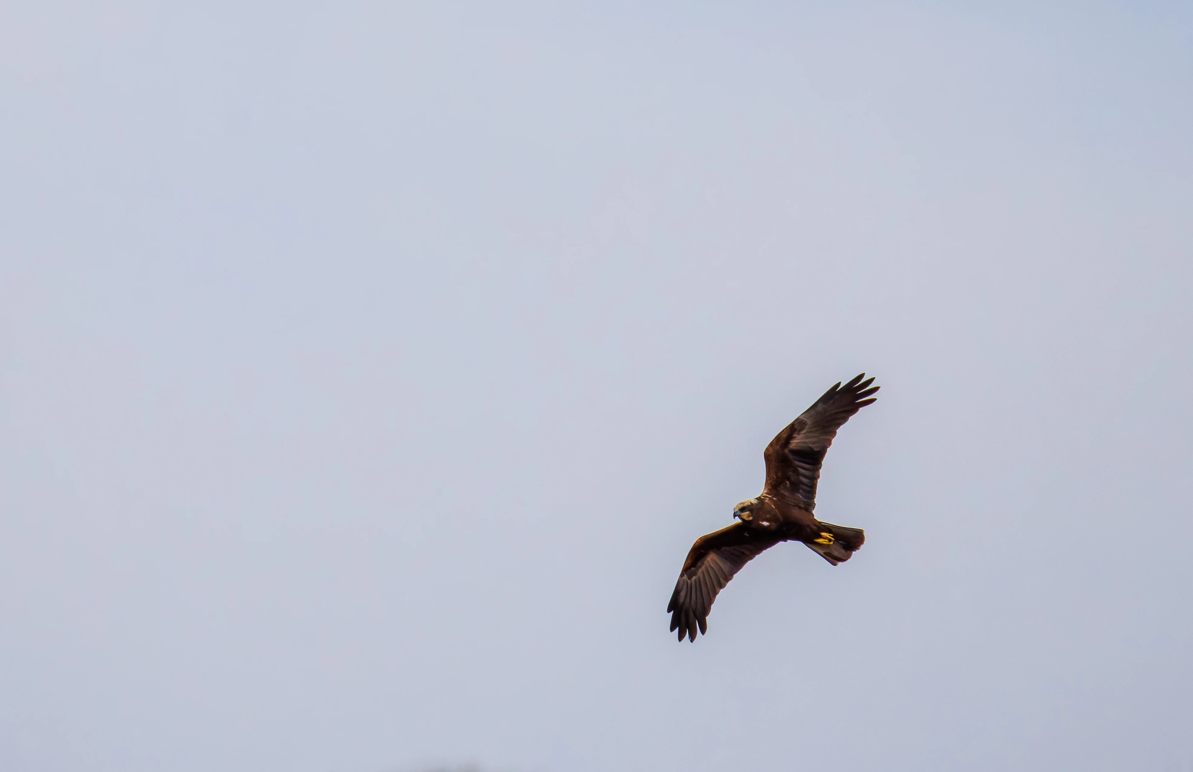 Marsh Harrier, Leighton Moss, UK — photo by Orlando Prugel-Bennett