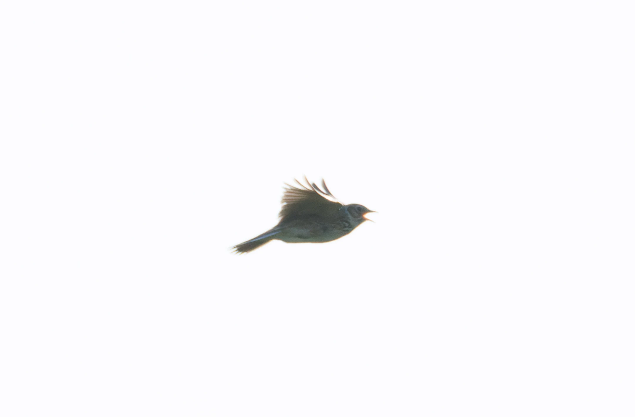Skylark, Druridge Pools, Seahouses, Northumberland, UK — photo by Orlando Prugel-Bennett