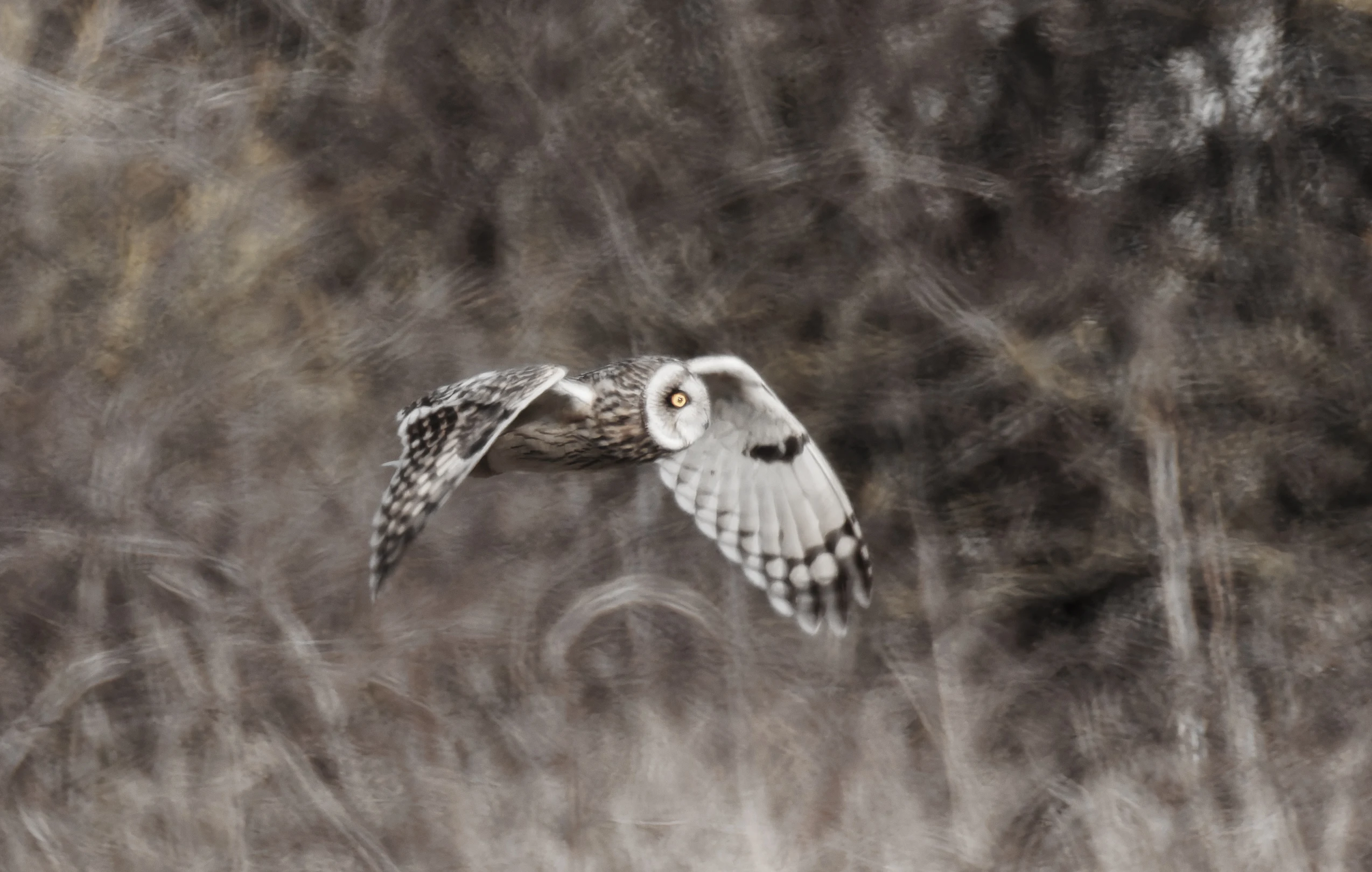 Short-Eared Owl, Fleetwood, UK — photo by Orlando Prugel-Bennett
