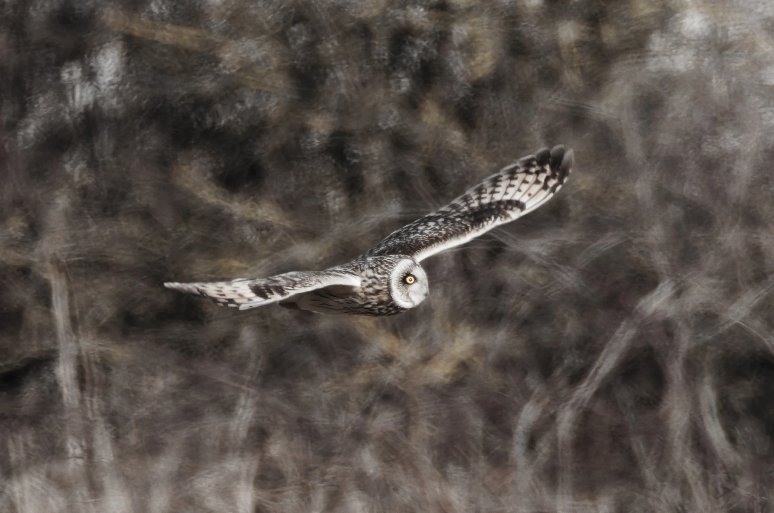 Short-Eared Owl, Fleetwood, UK — photo by Orlando Prugel-Bennett