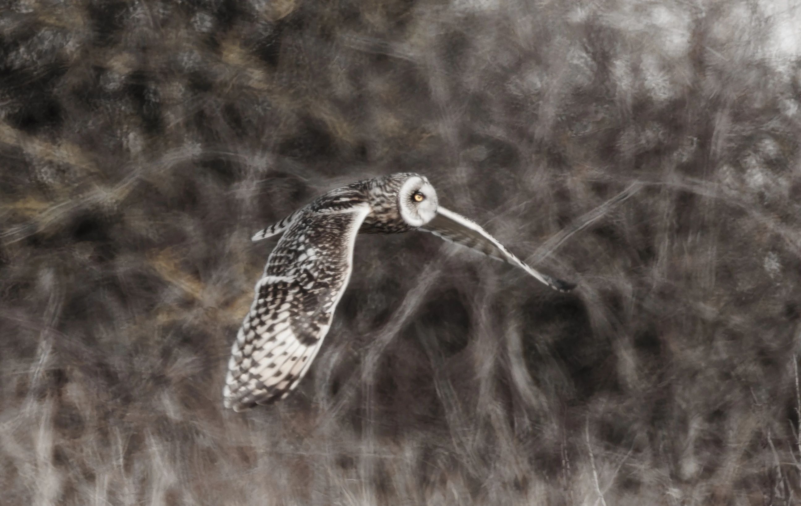 Short-Eared Owl, Fleetwood, UK — photo by Orlando Prugel-Bennett