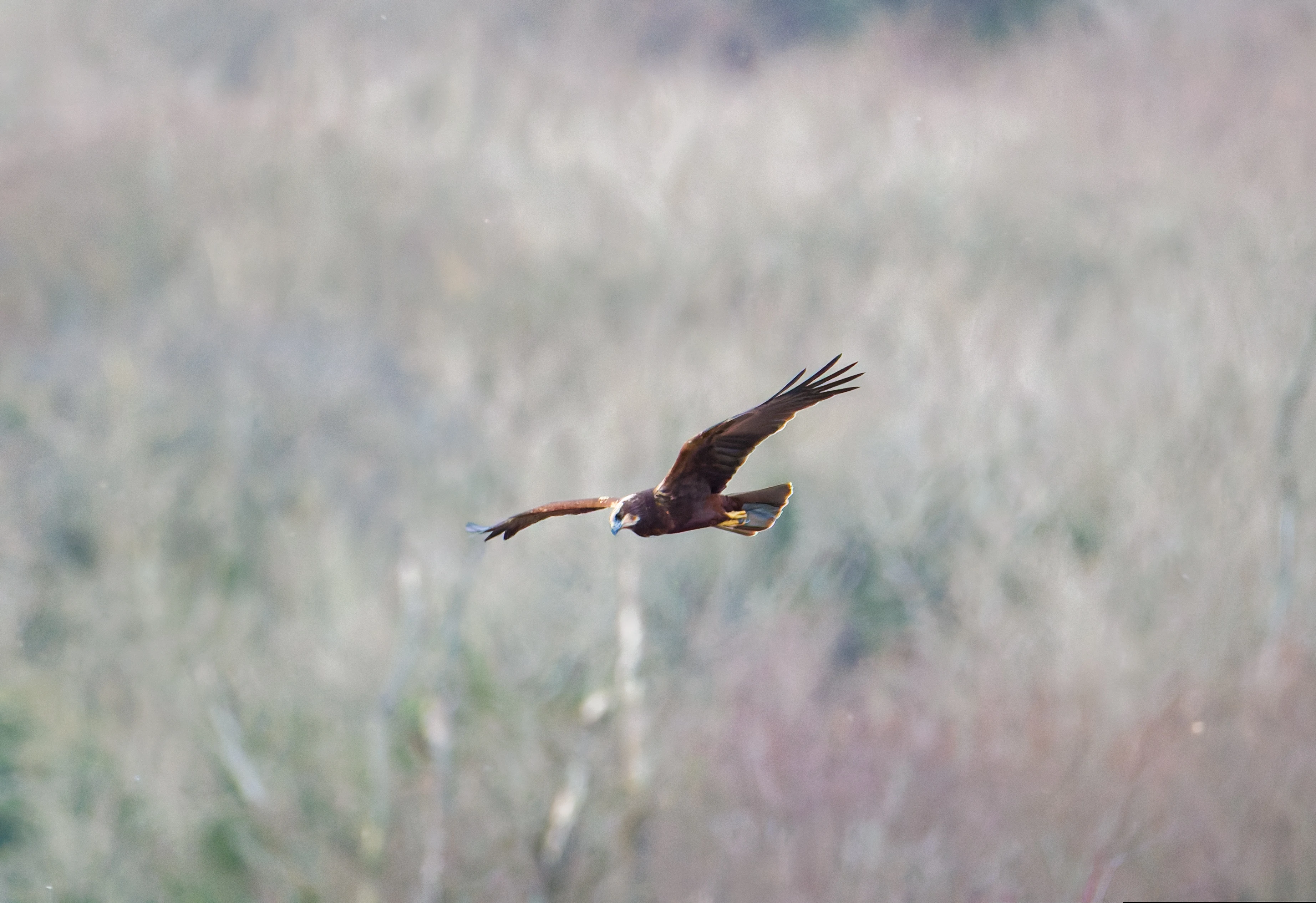 Marsh Harrier, Leighton Moss, UK — photo by Orlando Prugel-Bennett