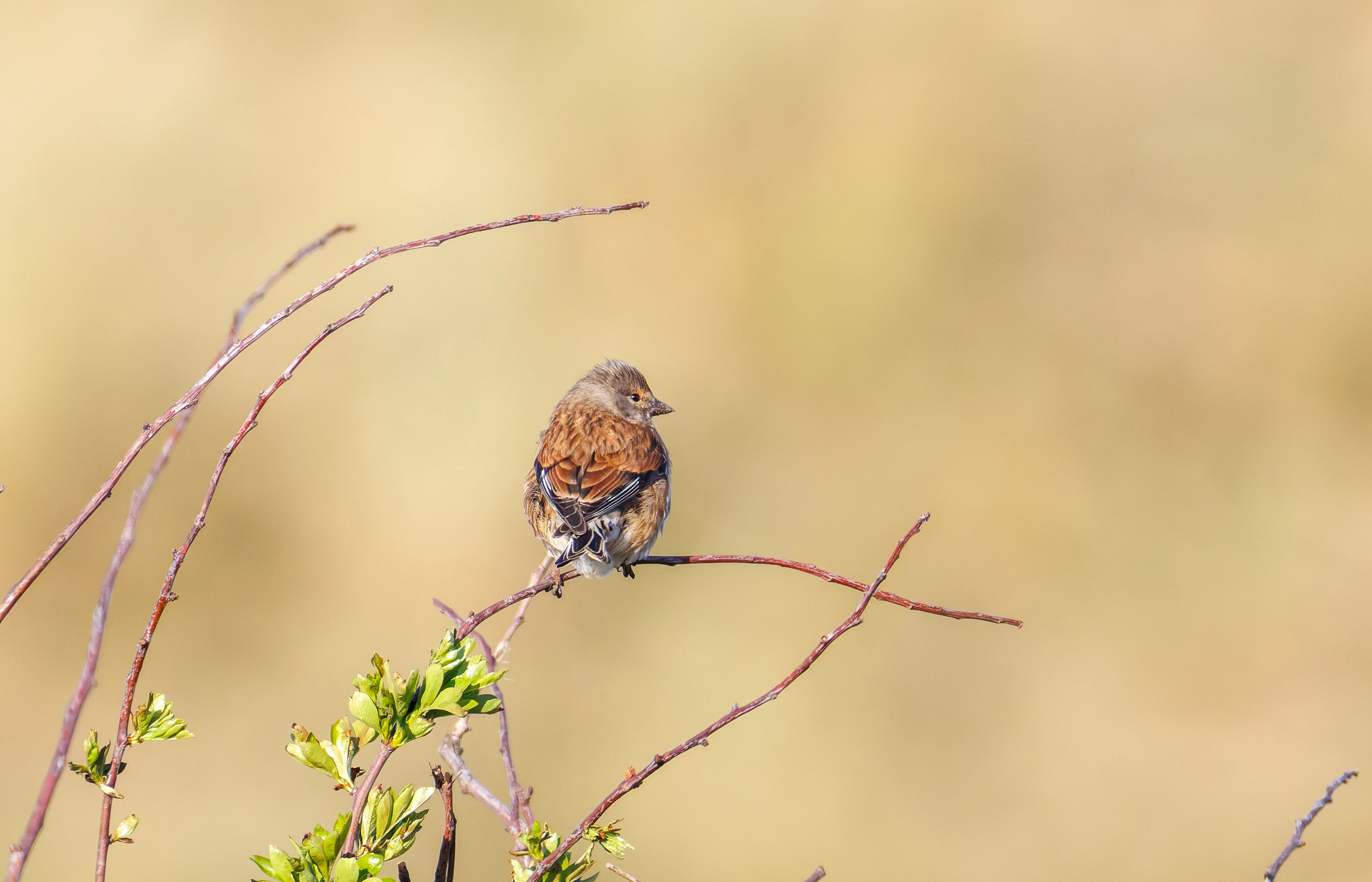 Linnet, Buston Links, Seahouses, Northumberland, UK — photo by Orlando Prugel-Bennett