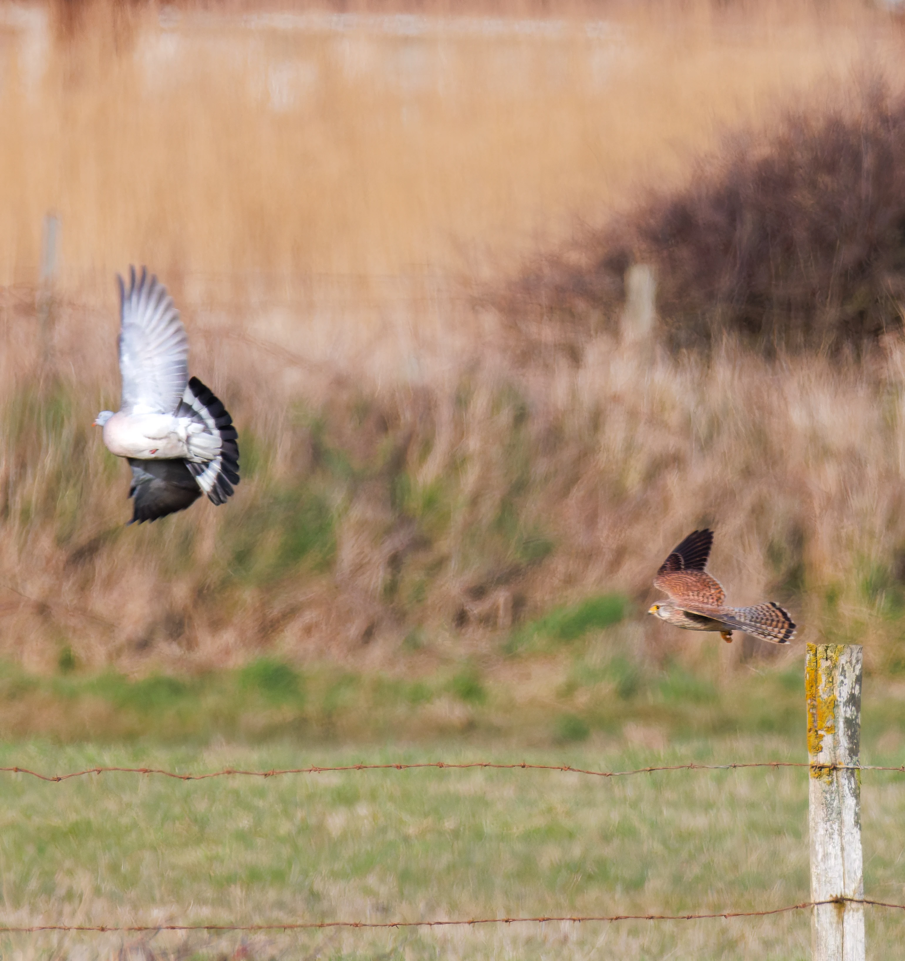 Kestrel & Wood Pigeon, Fleetwood, UK — photo by Orlando Prugel-Bennett