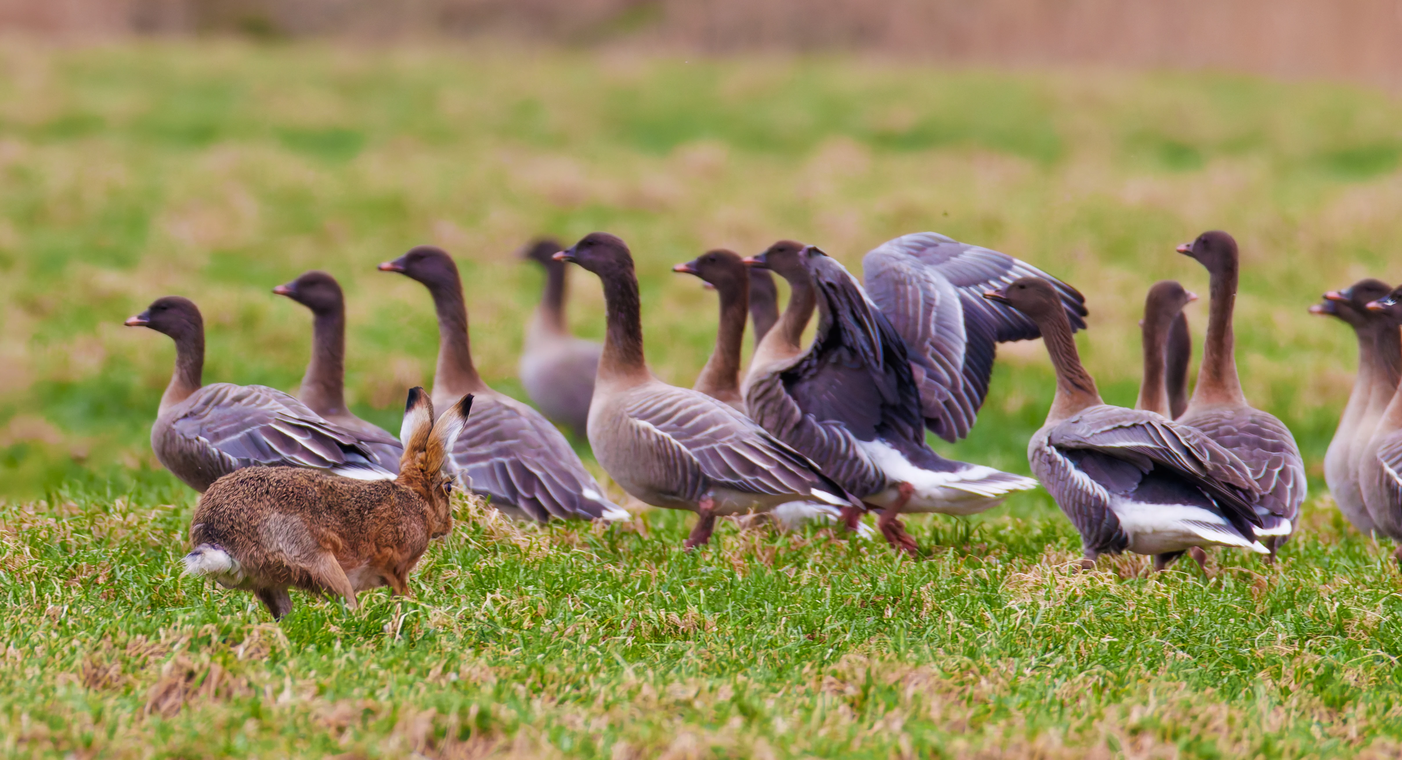 Hare Chasing Pink-Footed Goose, Upper Thurnham, Lancashire, UK — photo by Orlando Prugel-Bennett