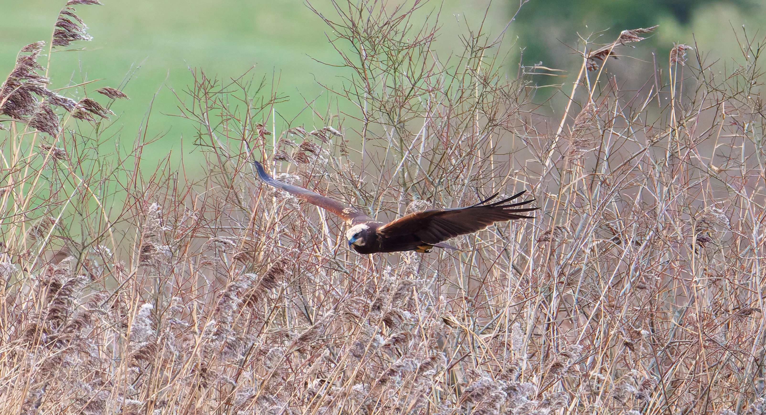 Marsh Harrier, Leighton Moss, UK — photo by Orlando Prugel-Bennett