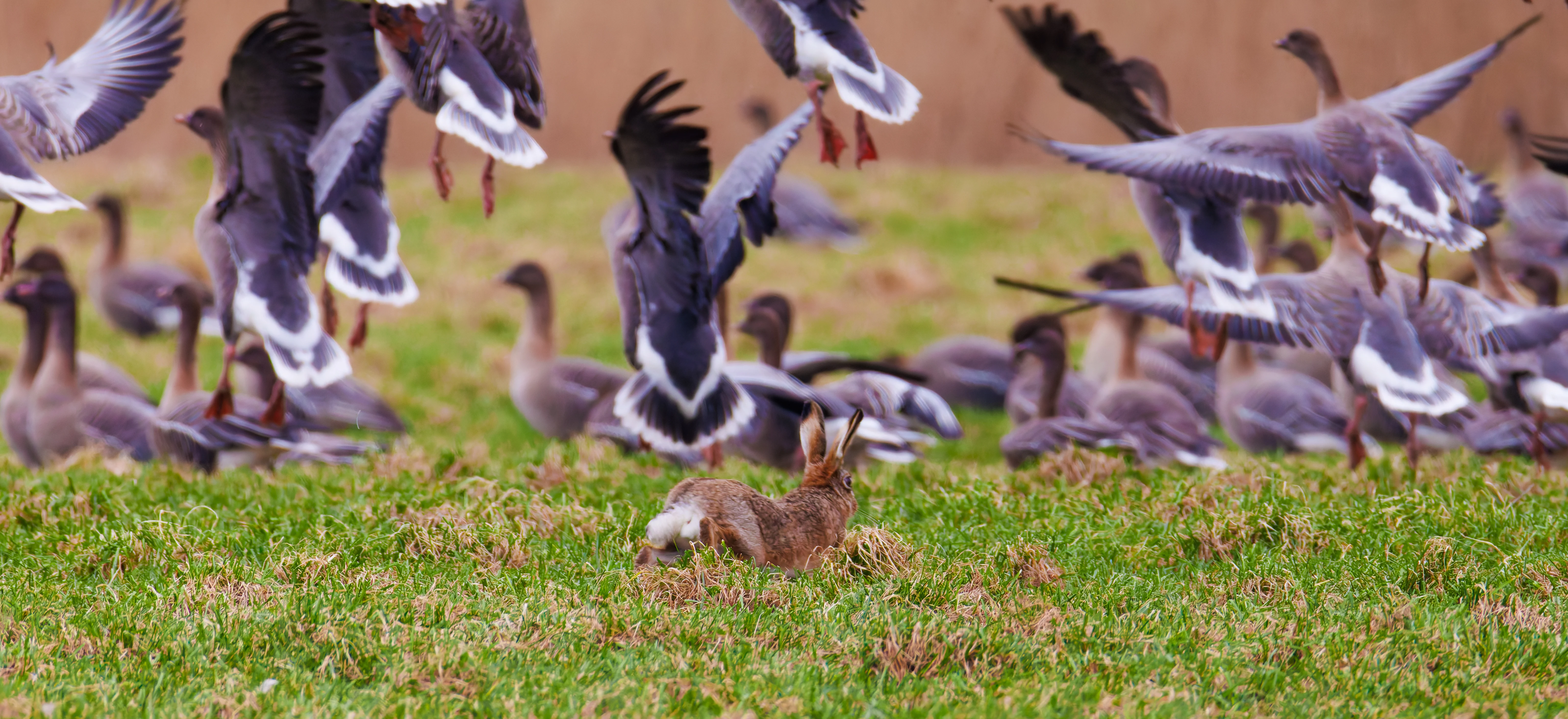 Hare Chasing Pink-Footed Goose, Upper Thurnham, Lancashire, UK — photo by Orlando Prugel-Bennett