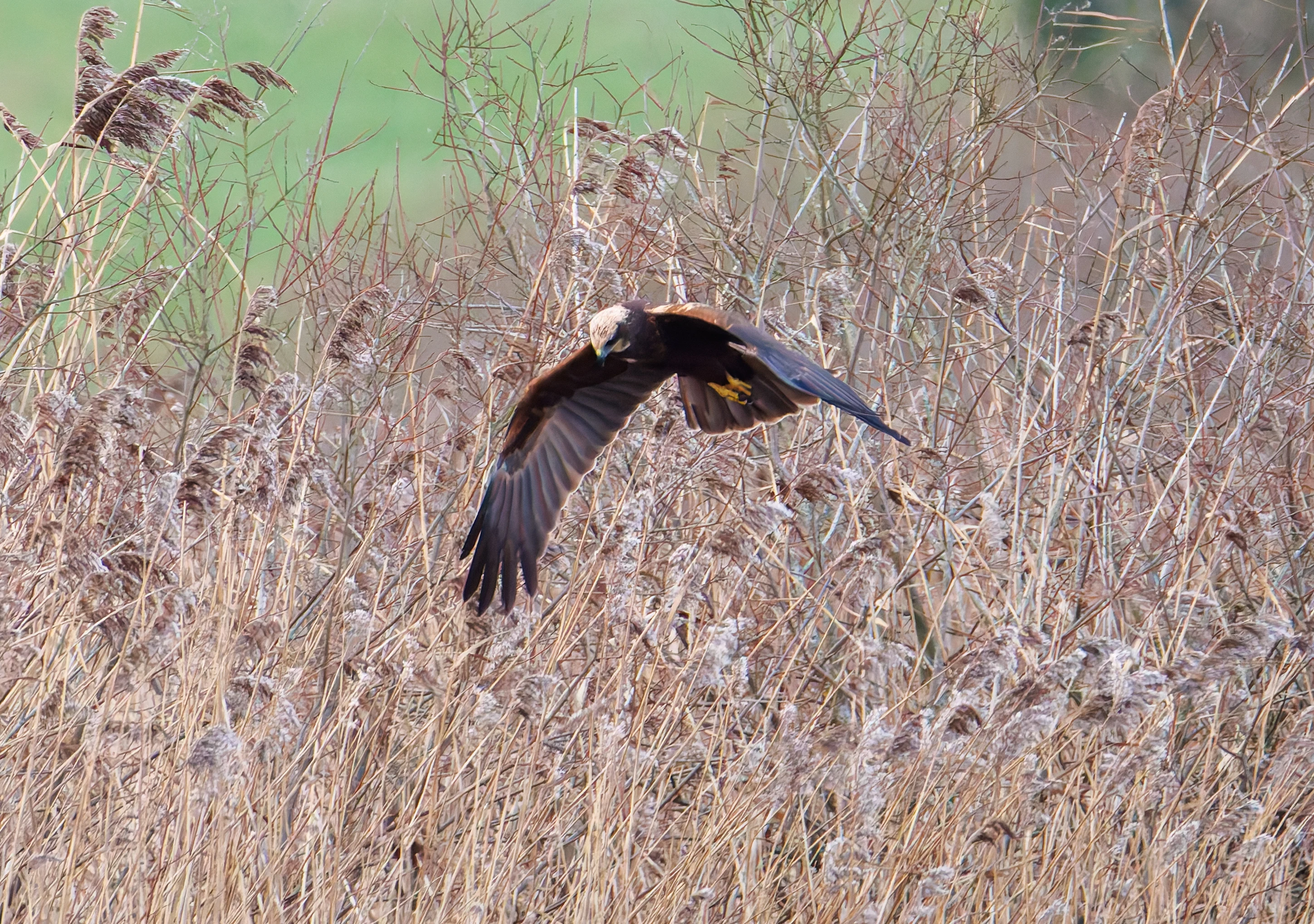 Marsh Harrier, Leighton Moss, UK — photo by Orlando Prugel-Bennett
