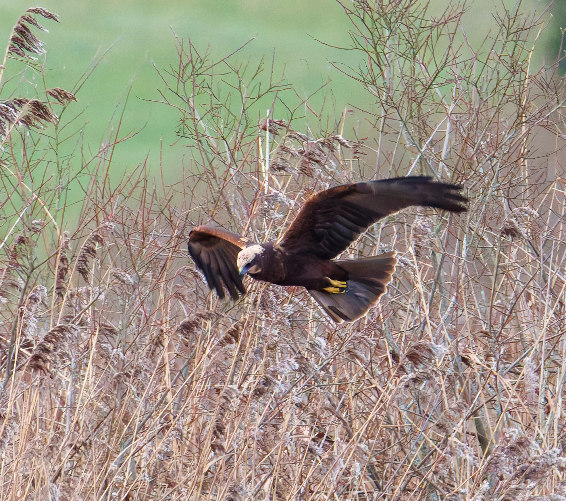 Marsh Harrier, Leighton Moss, UK — photo by Orlando Prugel-Bennett