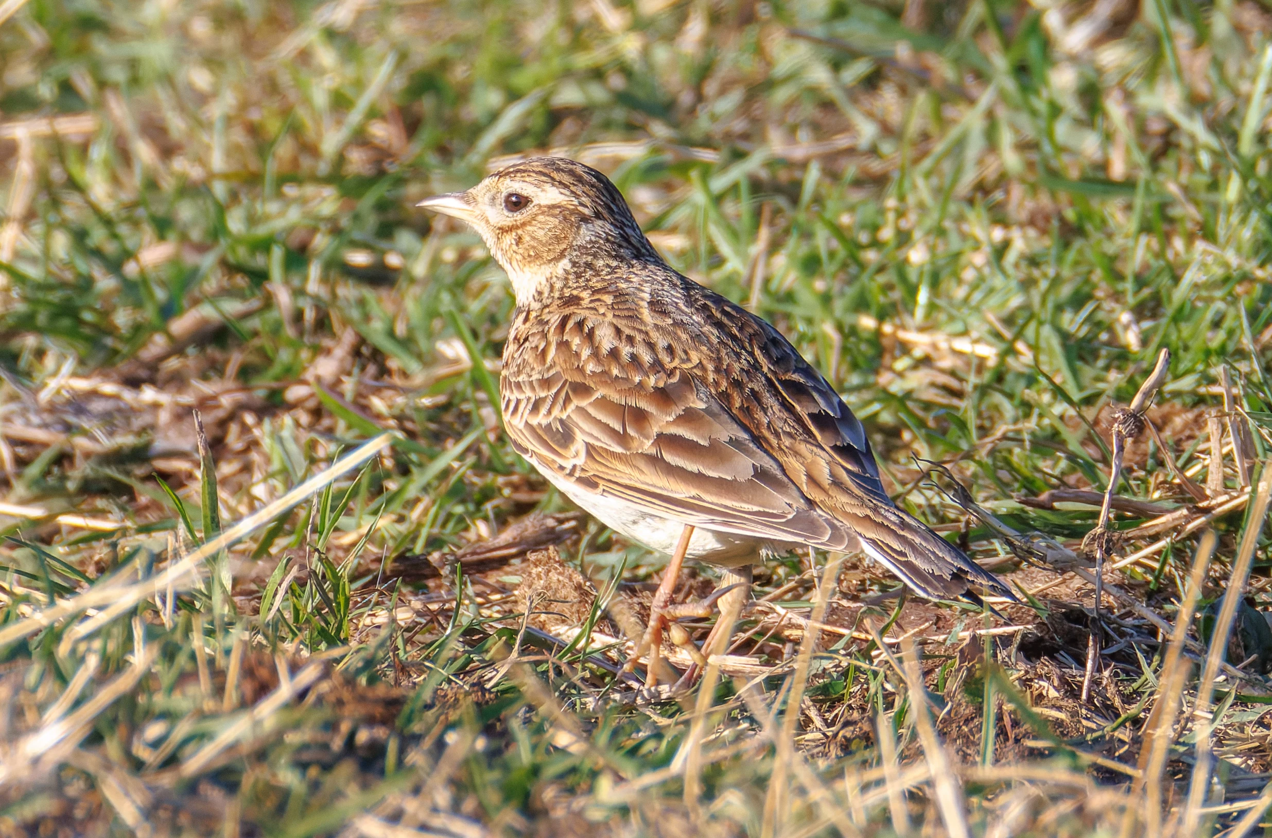 Skylark, Buston Links, Seahouses, Northumberland, UK — photo by Orlando Prugel-Bennett