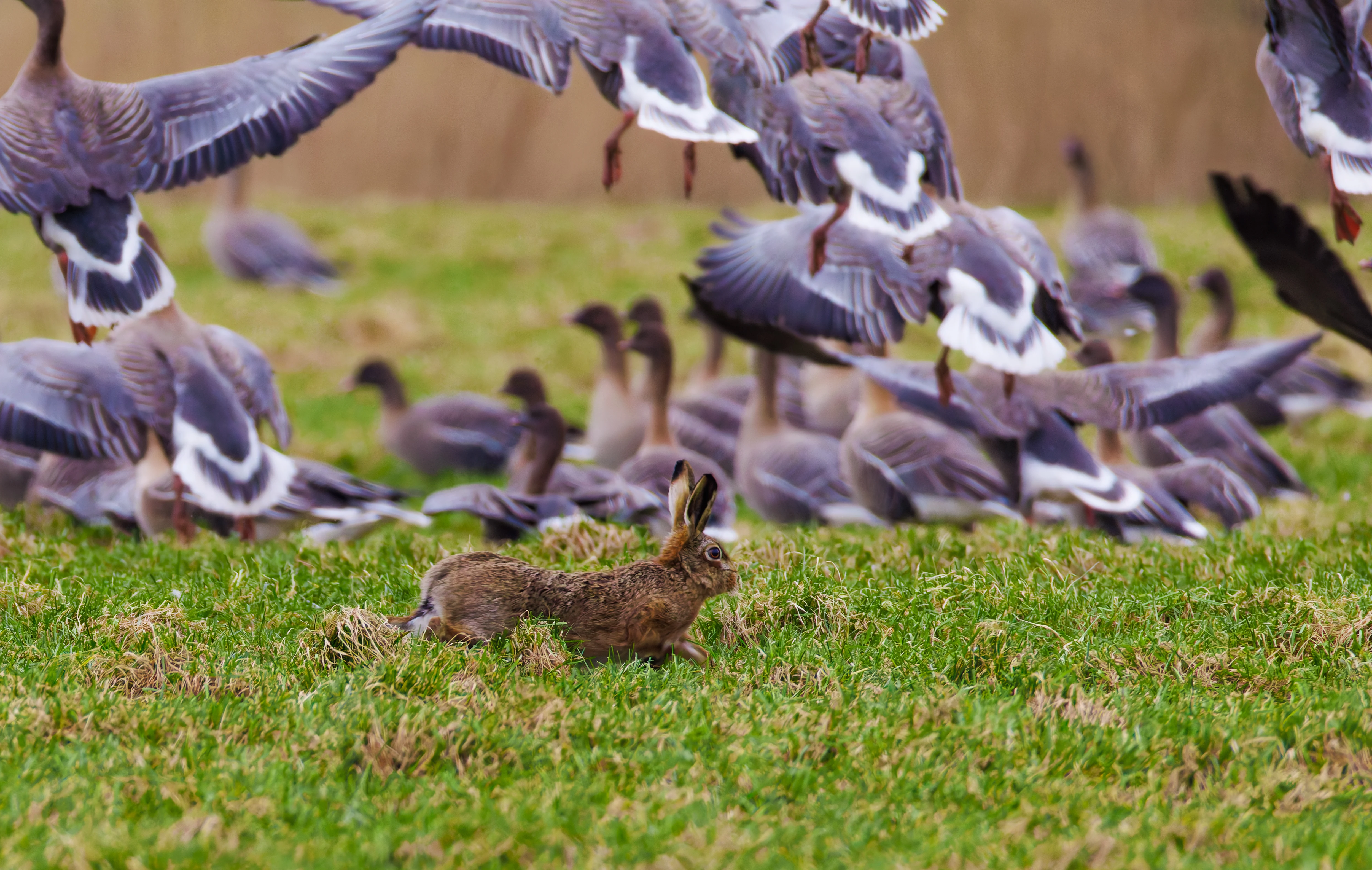 Hare Chasing Pink-Footed Goose, Upper Thurnham, Lancashire, UK — photo by Orlando Prugel-Bennett