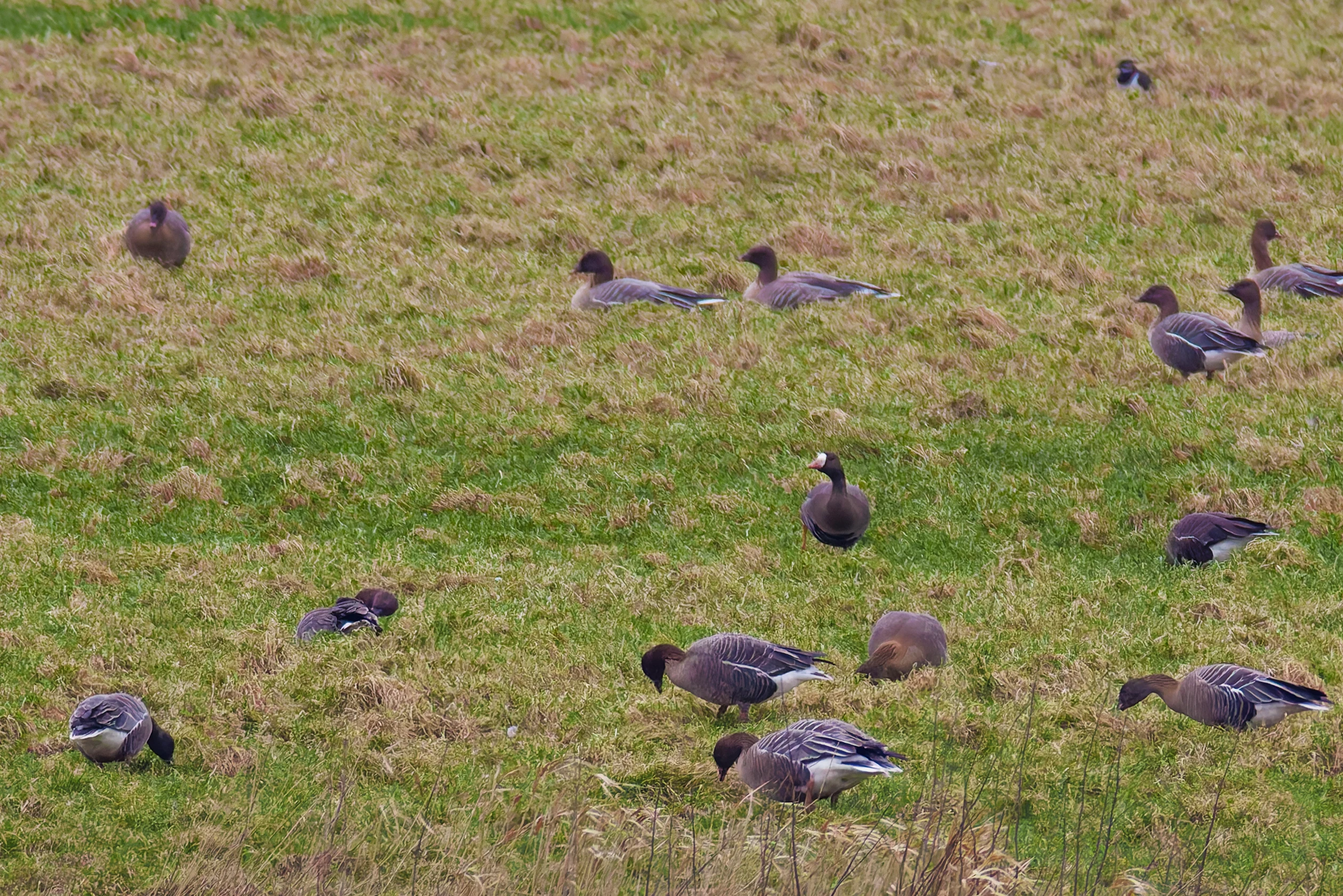 Greater White-Fronted Goose, Upper Thurnham, Lancashire, UK — photo by Orlando Prugel-Bennett