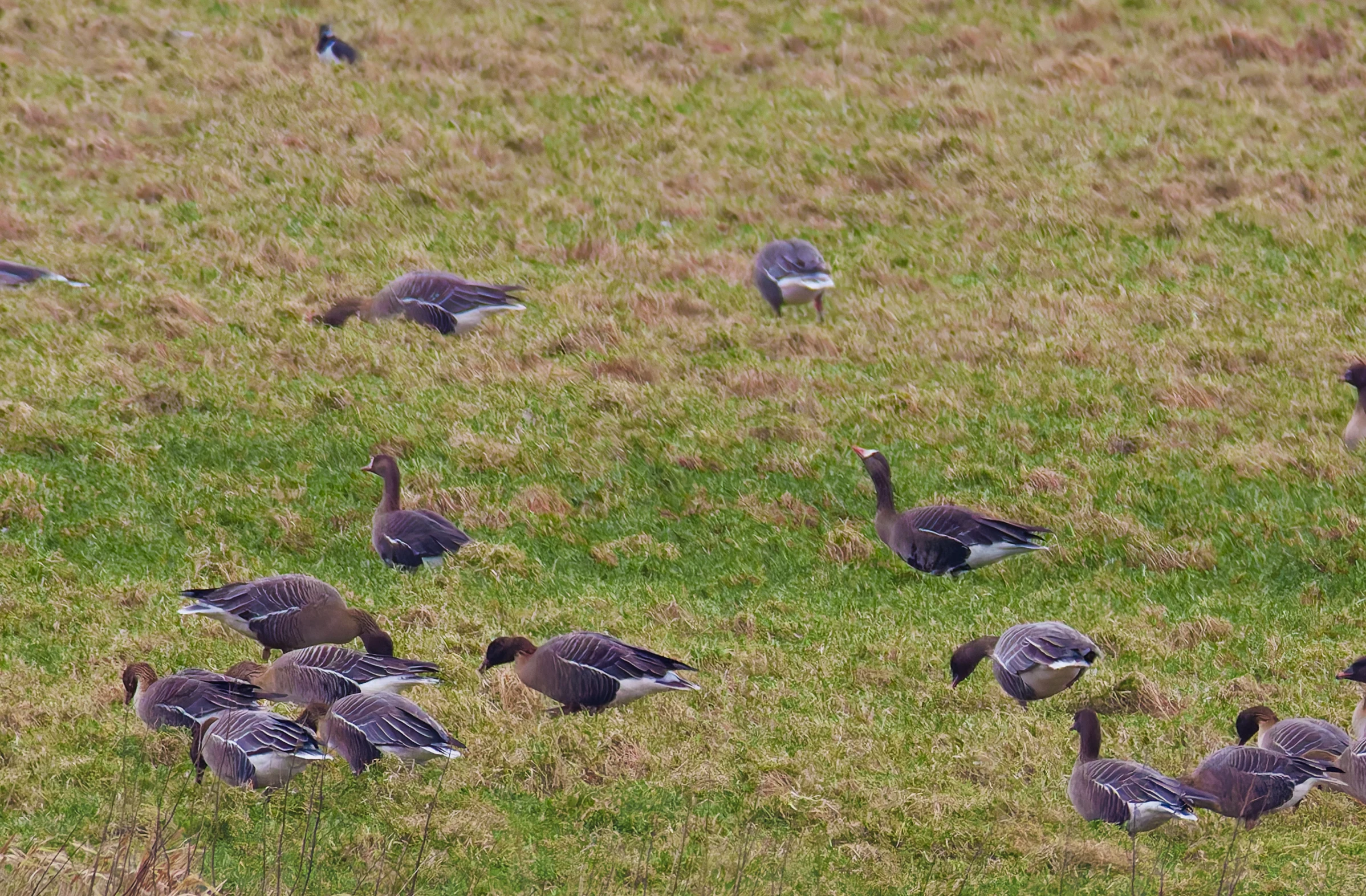 Greater White-Fronted Goose, Upper Thurnham, Lancashire, UK — photo by Orlando Prugel-Bennett