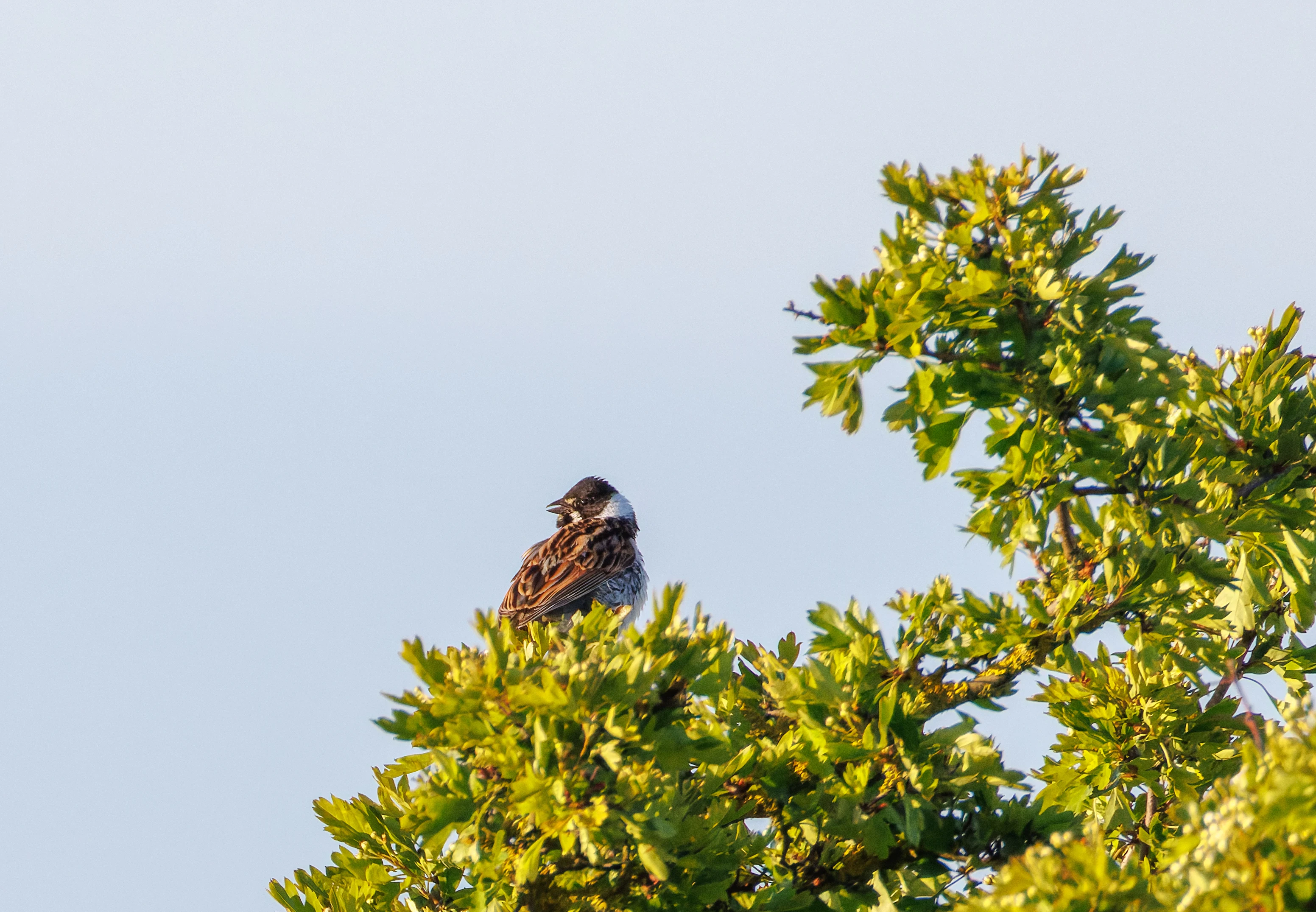 Reed Bunting, Buston Links, Seahouses, Northumberland, UK — photo by Orlando Prugel-Bennett