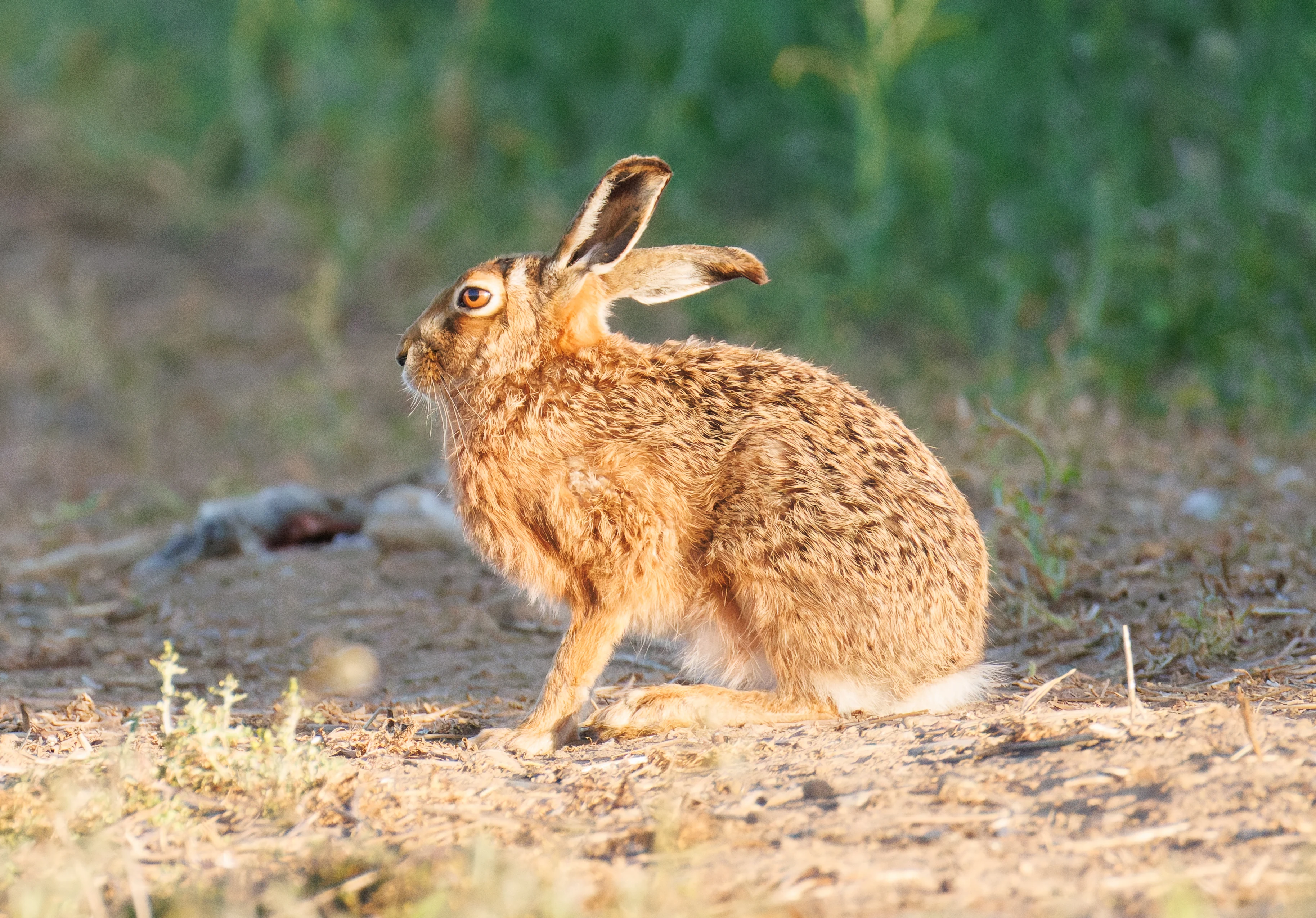 European Brown Hare, Buston Links, Seahouses, Northumberland, UK — photo by Orlando Prugel-Bennett