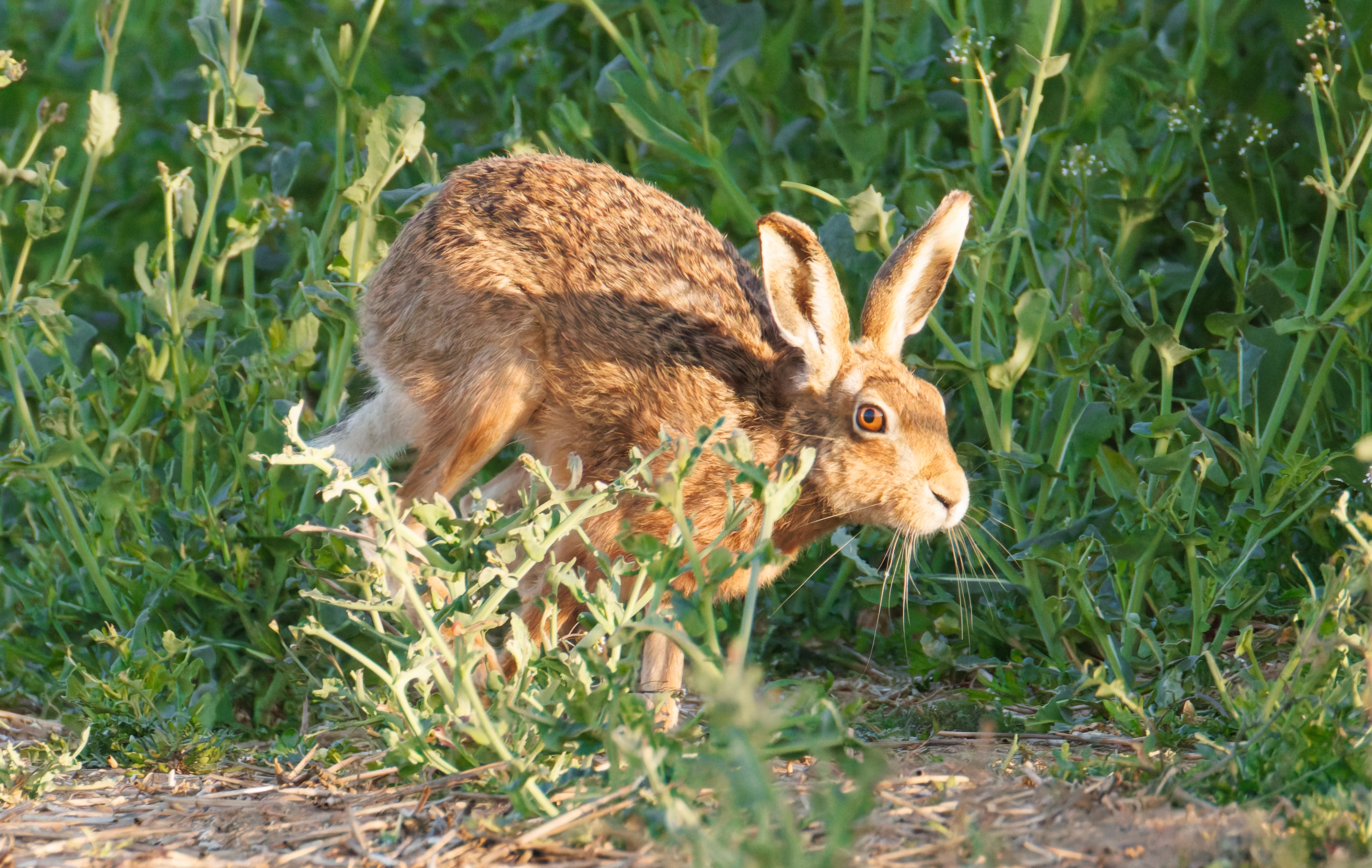 European Brown Hare, Buston Links, Seahouses, Northumberland, UK — photo by Orlando Prugel-Bennett