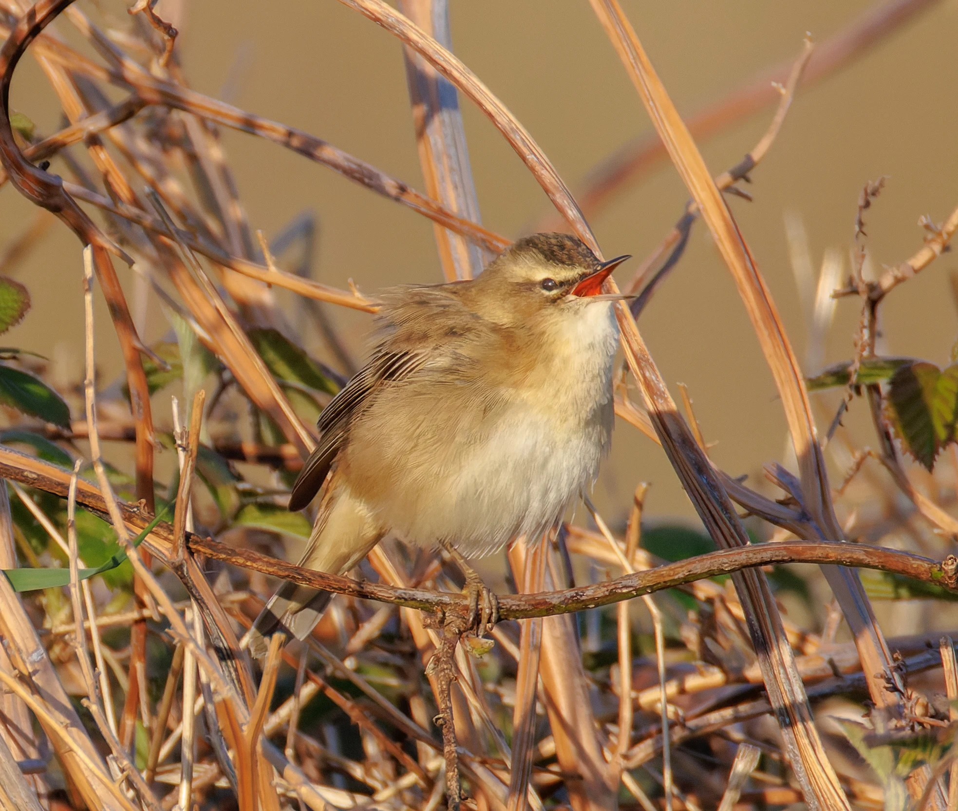 Sedge Warbler, Buston Links, Seahouses, Northumberland, UK — photo by Orlando Prugel-Bennett