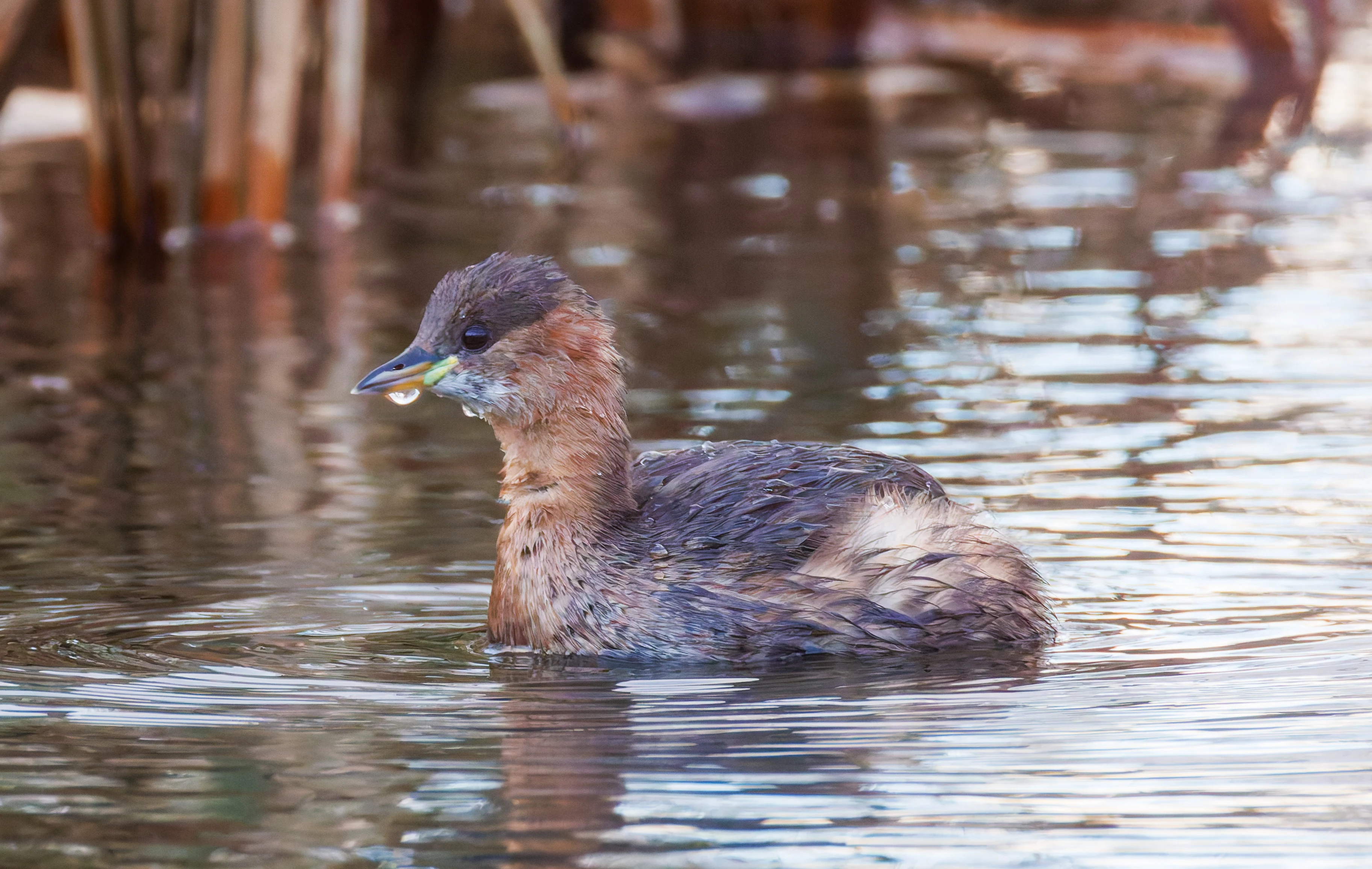 Little Grebe, Leighton Moss, UK — photo by Orlando Prugel-Bennett