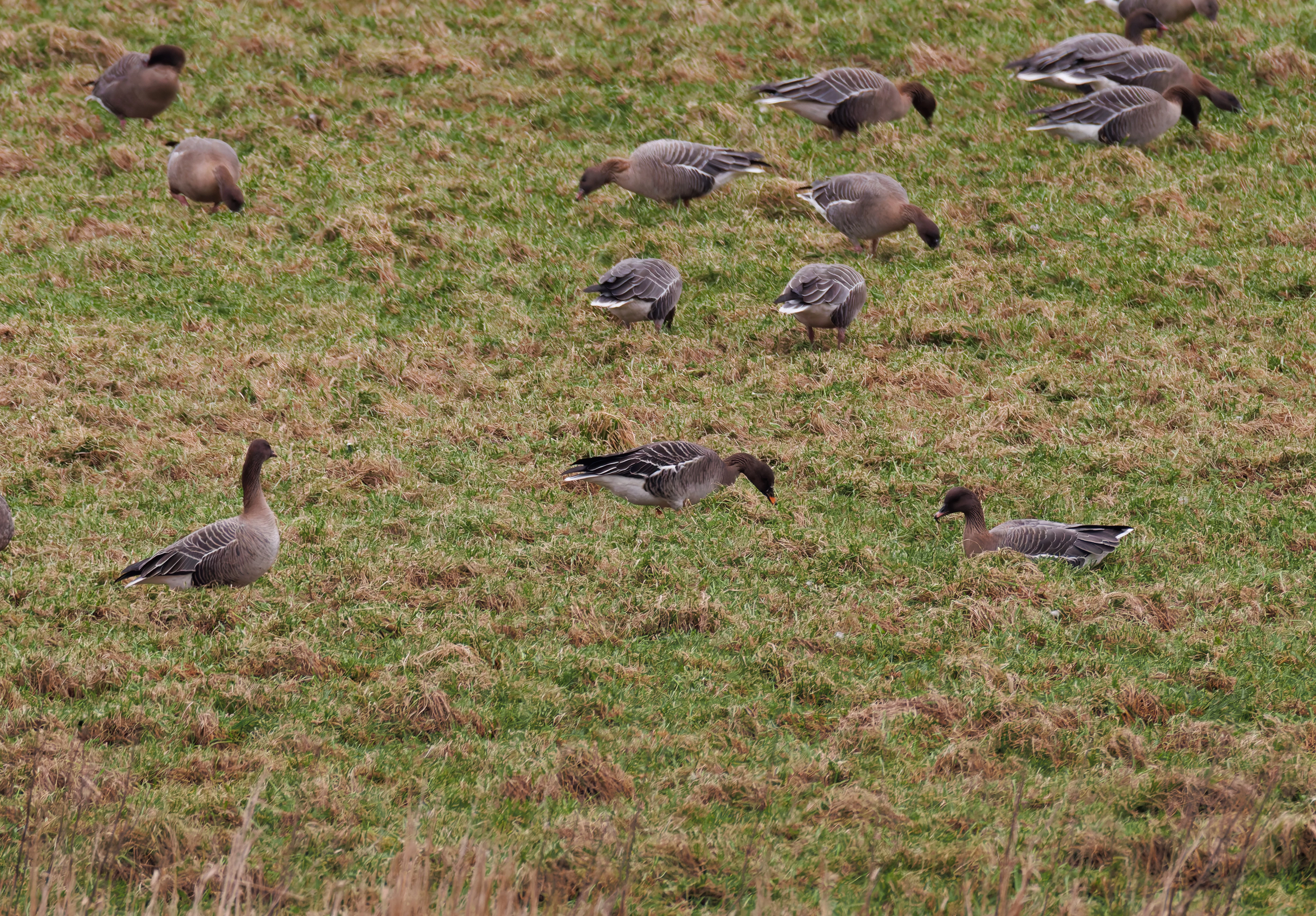 Tundra Bean Goose, Upper Thurnham, Lancashire, UK — photo by Orlando Prugel-Bennett