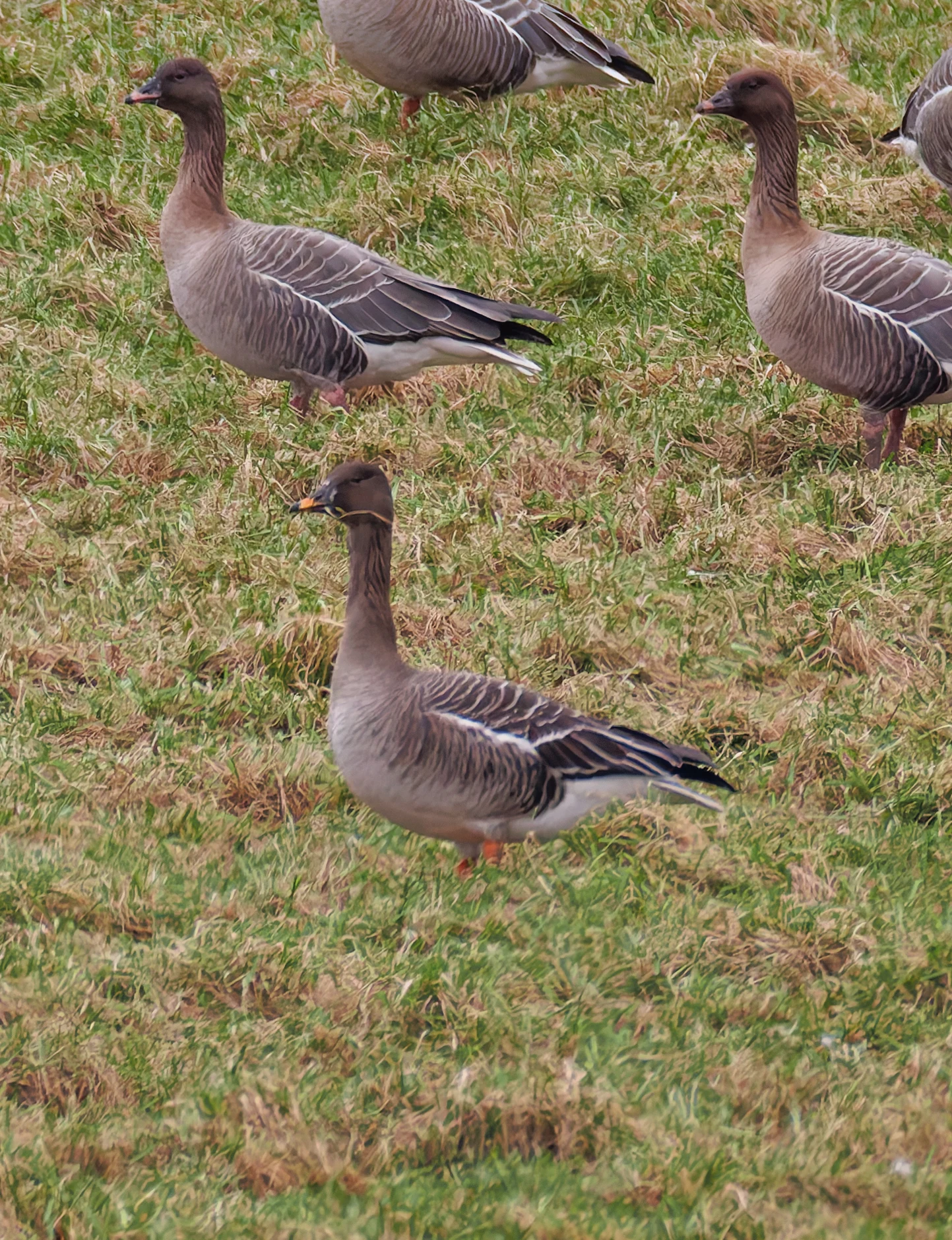 Tundra Bean Goose, Upper Thurnham, Lancashire, UK — photo by Orlando Prugel-Bennett