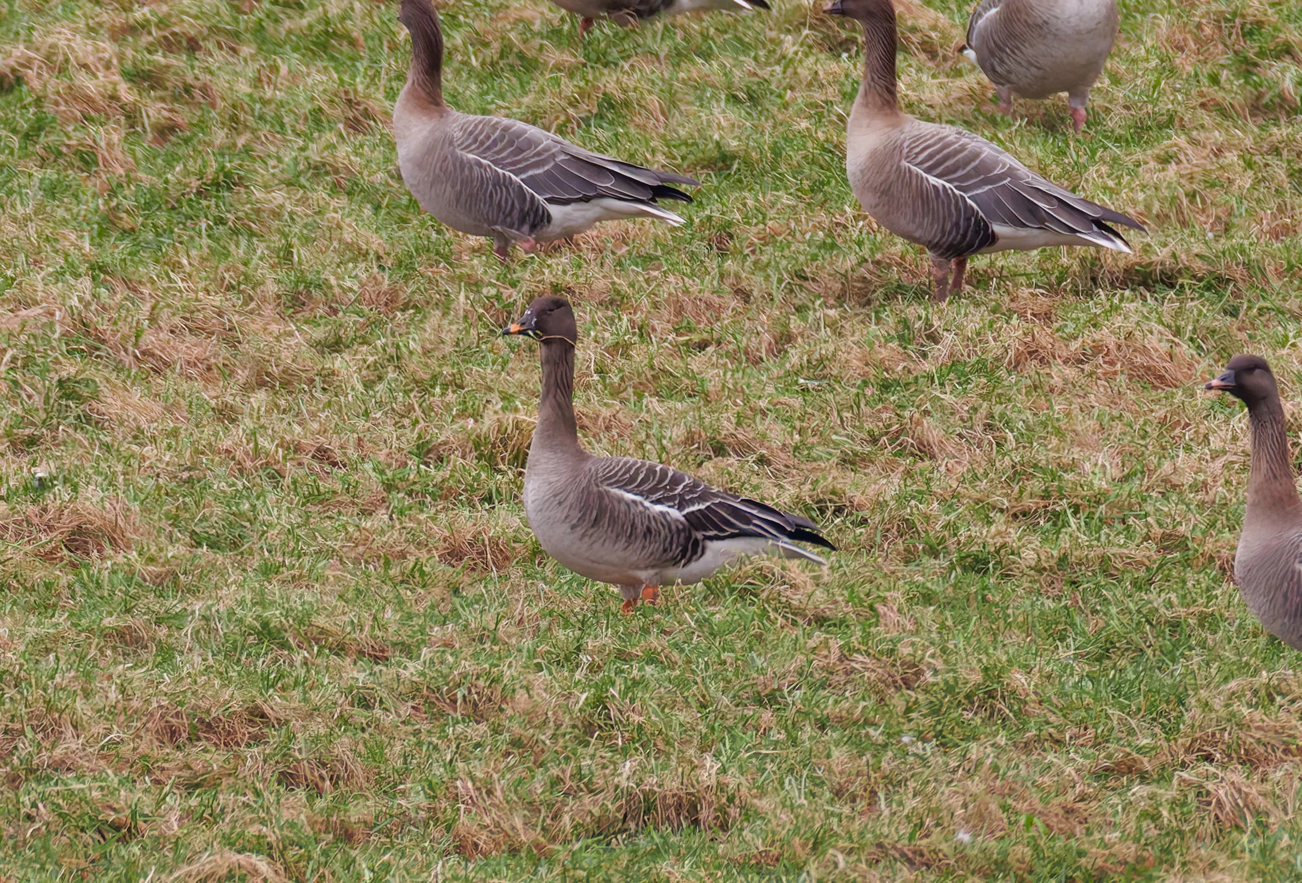 Tundra Bean Goose, Upper Thurnham, Lancashire, UK — photo by Orlando Prugel-Bennett