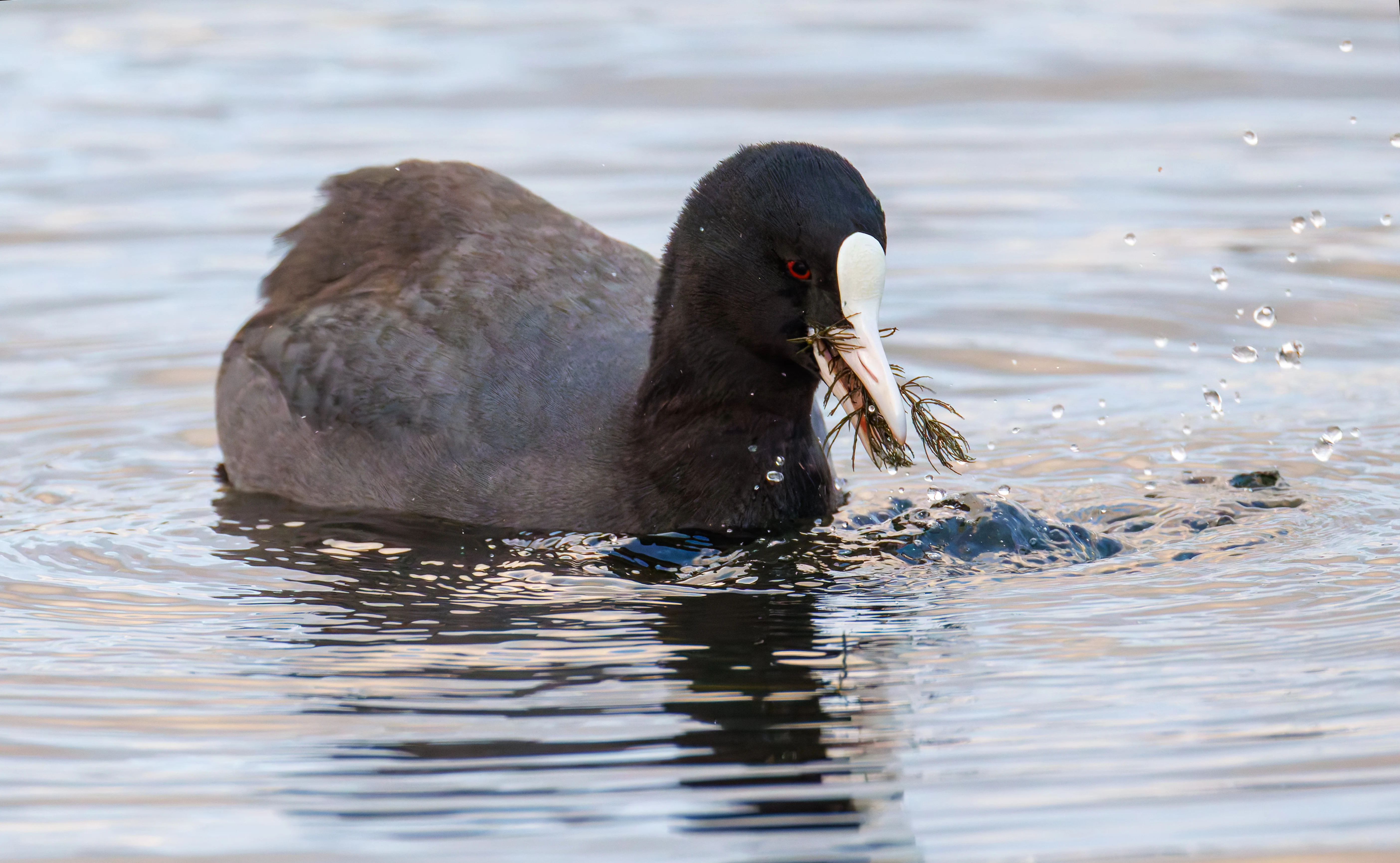Coot, Leighton Moss, UK — photo by Orlando Prugel-Bennett