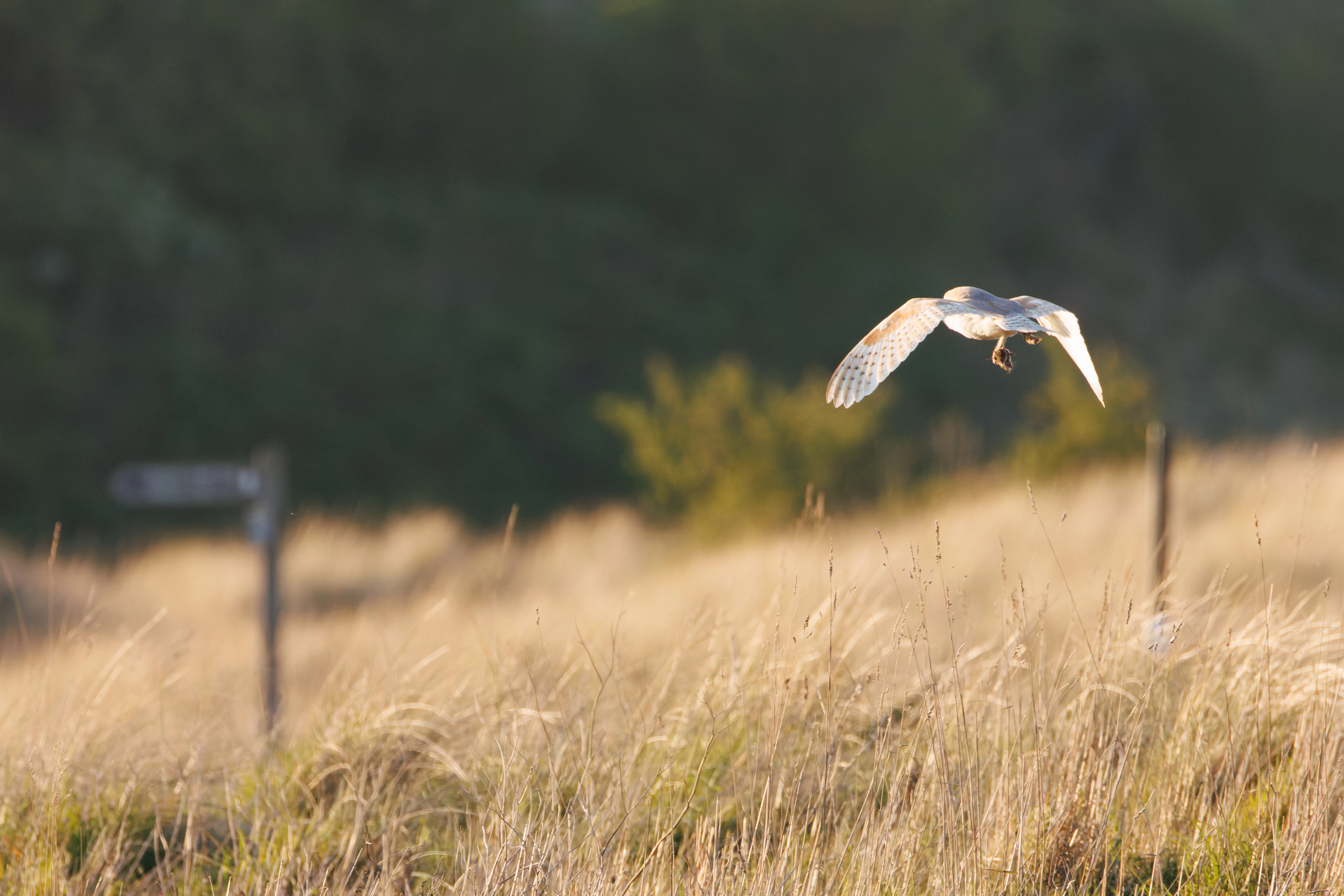 Barn Owl, Buston Links, Seahouses, Northumberland, UK — photo by Orlando Prugel-Bennett