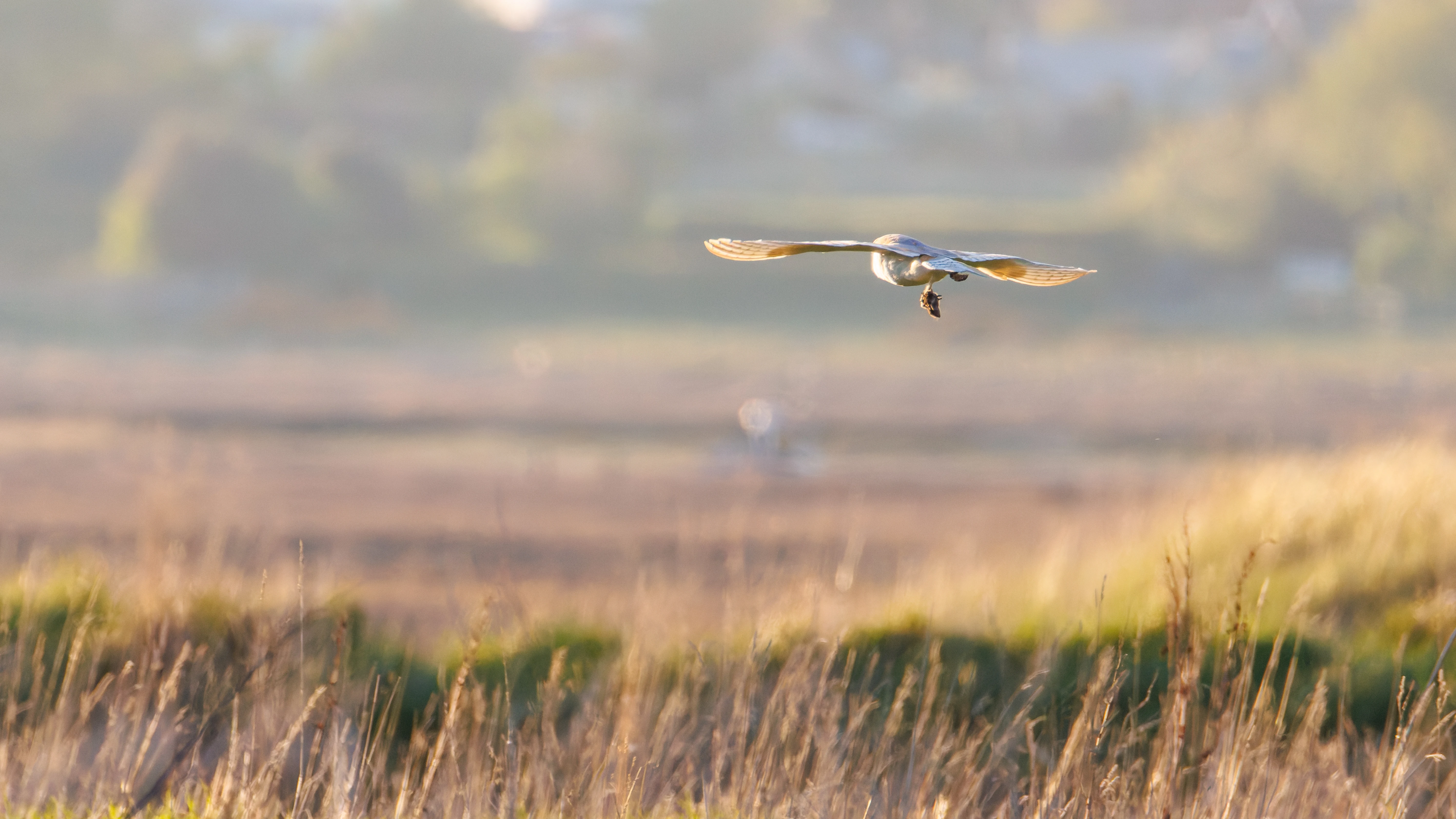 Barn Owl, Buston Links, Seahouses, Northumberland, UK — photo by Orlando Prugel-Bennett