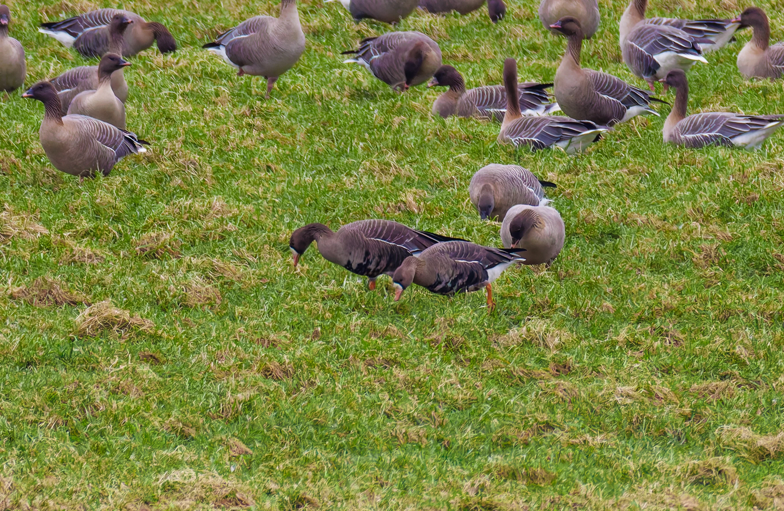 Greater White-Fronted Goose, Upper Thurnham, Lancashire, UK — photo by Orlando Prugel-Bennett
