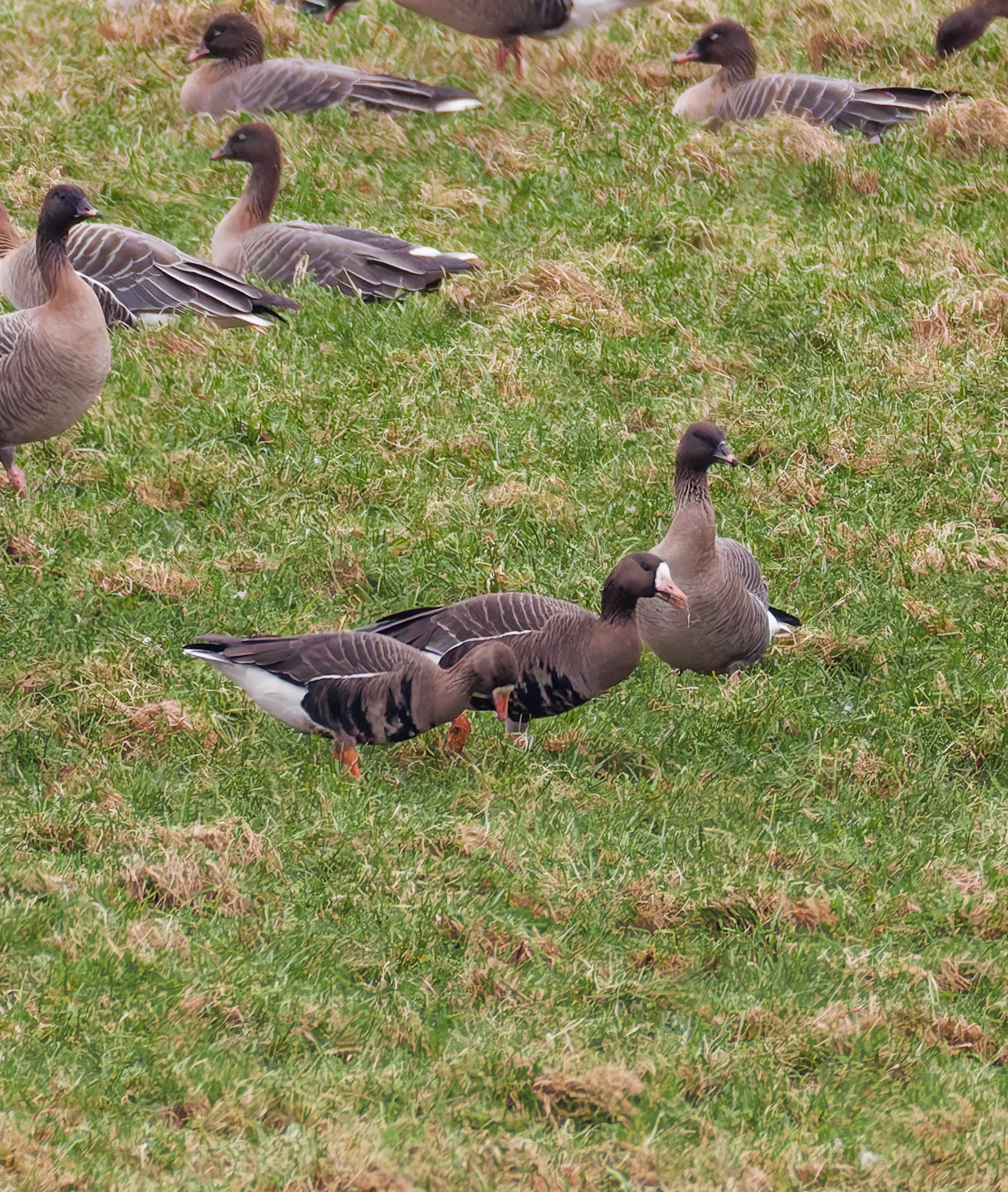 Greater White-Fronted Goose, Upper Thurnham, Lancashire, UK — photo by Orlando Prugel-Bennett