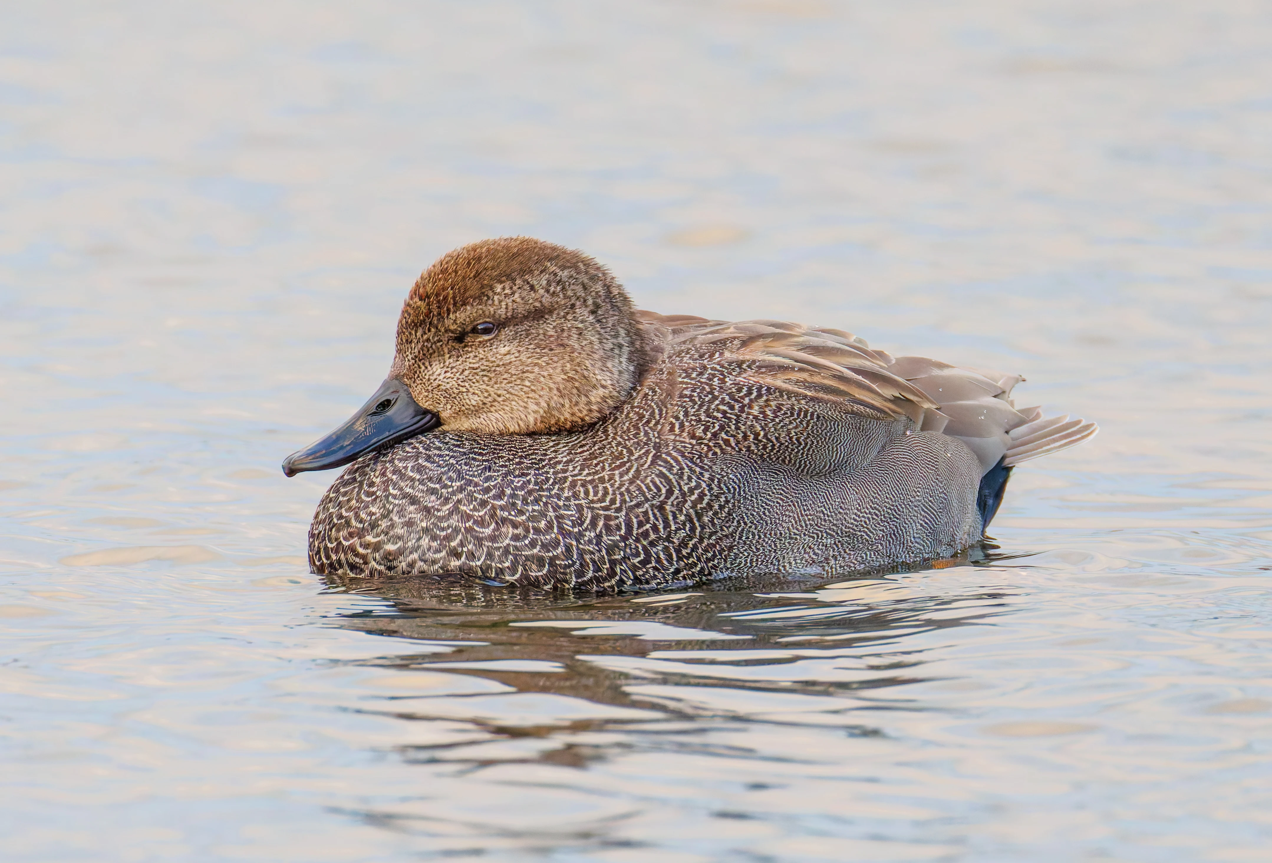 Gadwall, Leighton Moss, UK — photo by Orlando Prugel-Bennett