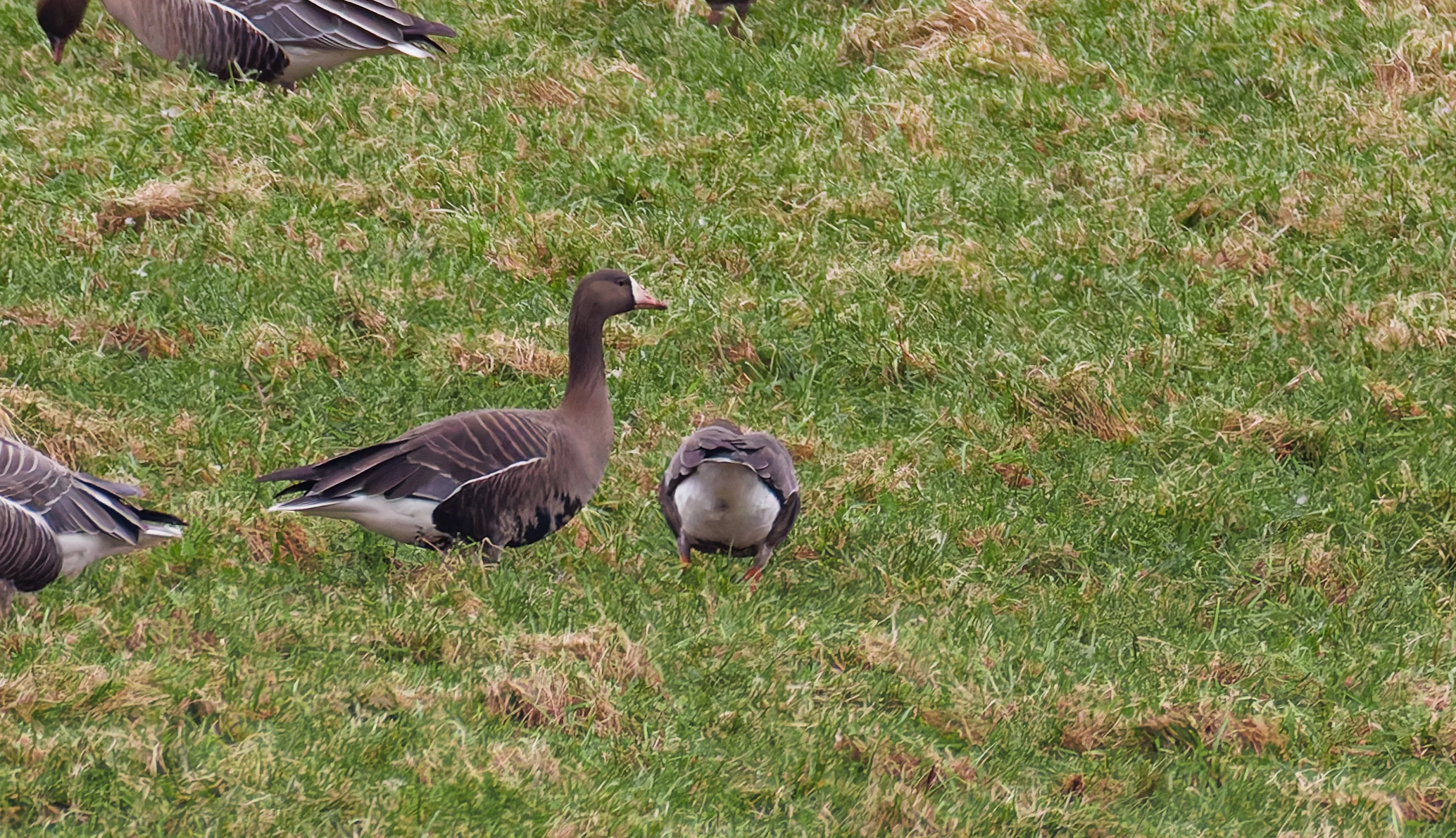 Greater White-Fronted Goose, Upper Thurnham, Lancashire, UK — photo by Orlando Prugel-Bennett