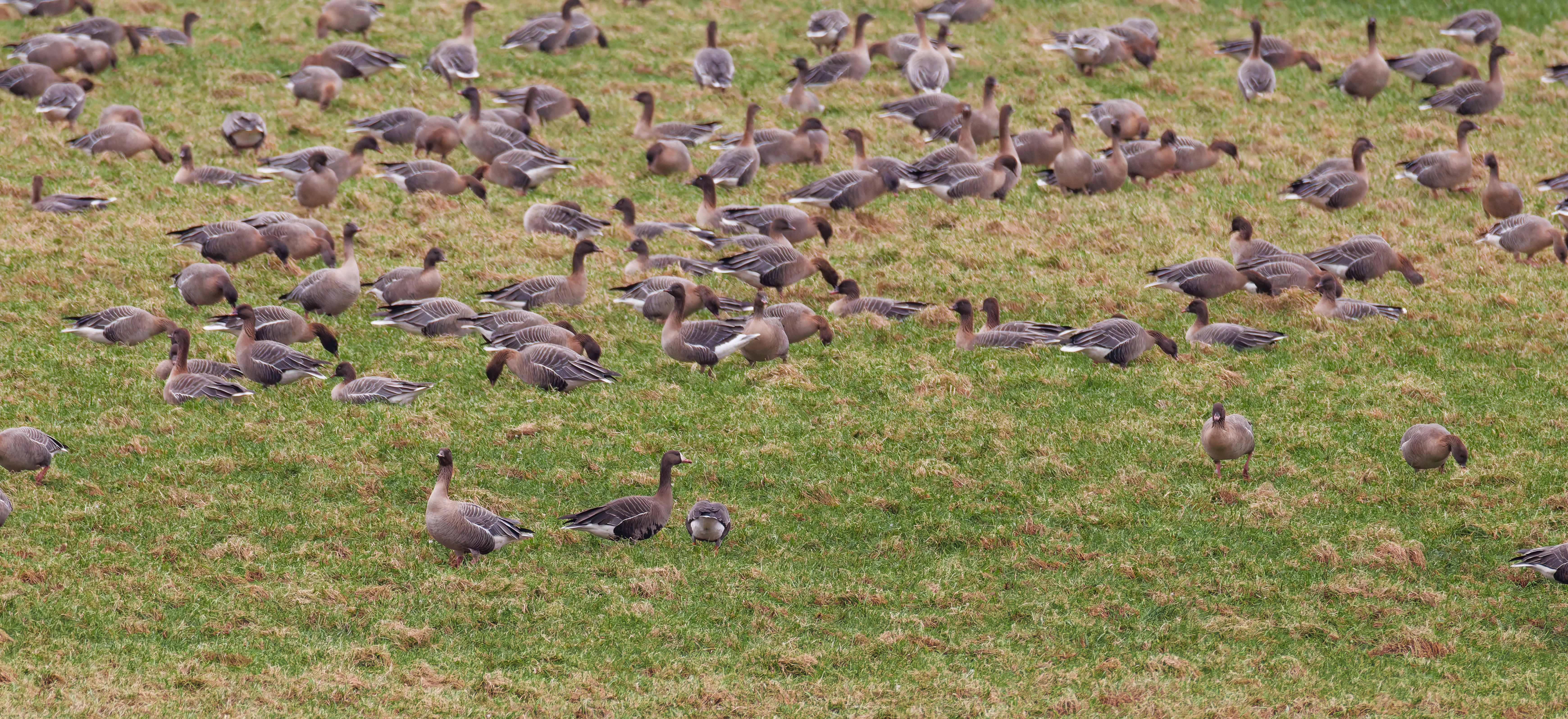 Greater White-Fronted Goose & Pink-footed Geese, Upper Thurnham, Lancashire, UK — photo by Orlando Prugel-Bennett