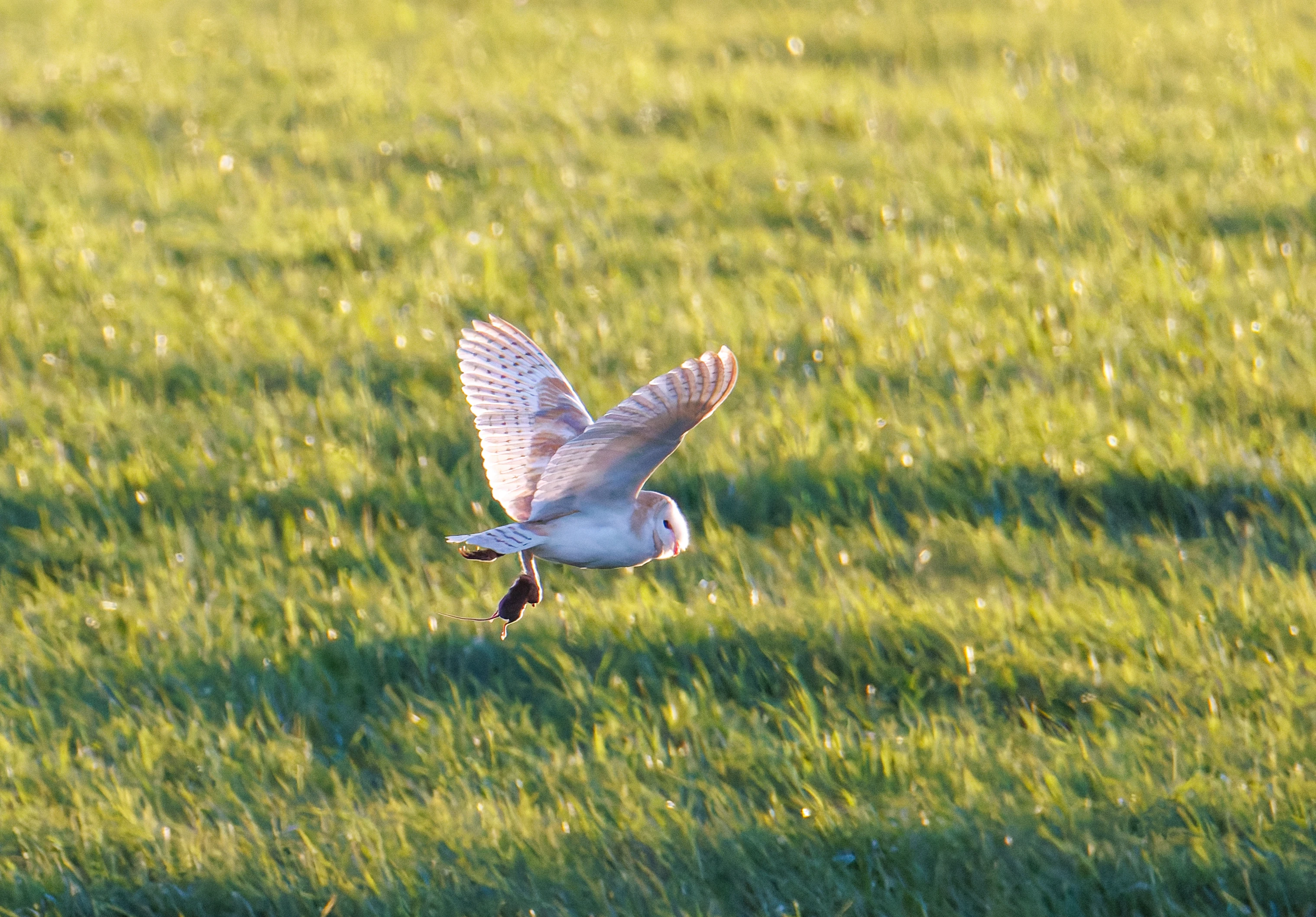 Barn Owl, Buston Links, Seahouses, Northumberland, UK — photo by Orlando Prugel-Bennett