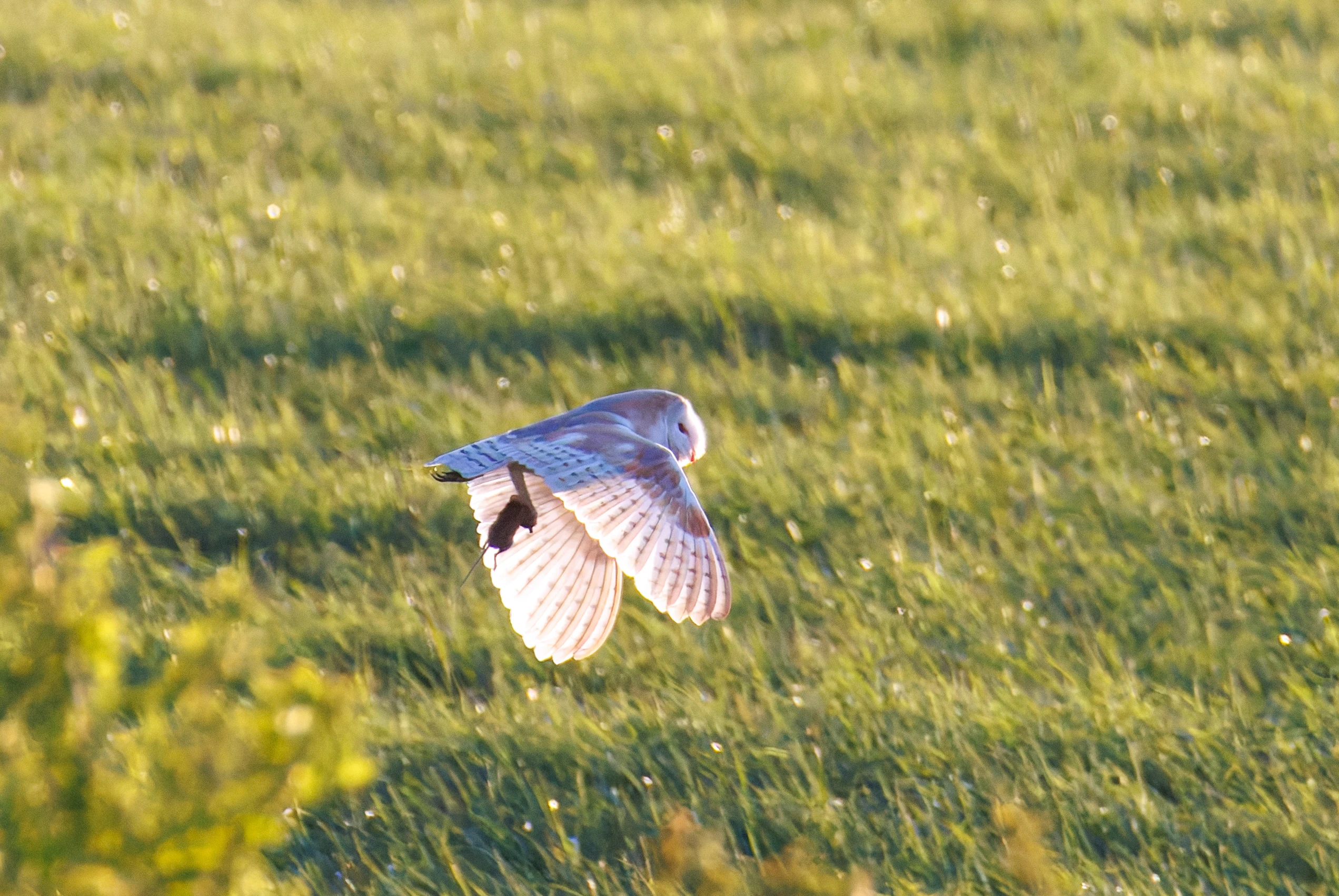 Barn Owl, Buston Links, Seahouses, Northumberland, UK — photo by Orlando Prugel-Bennett