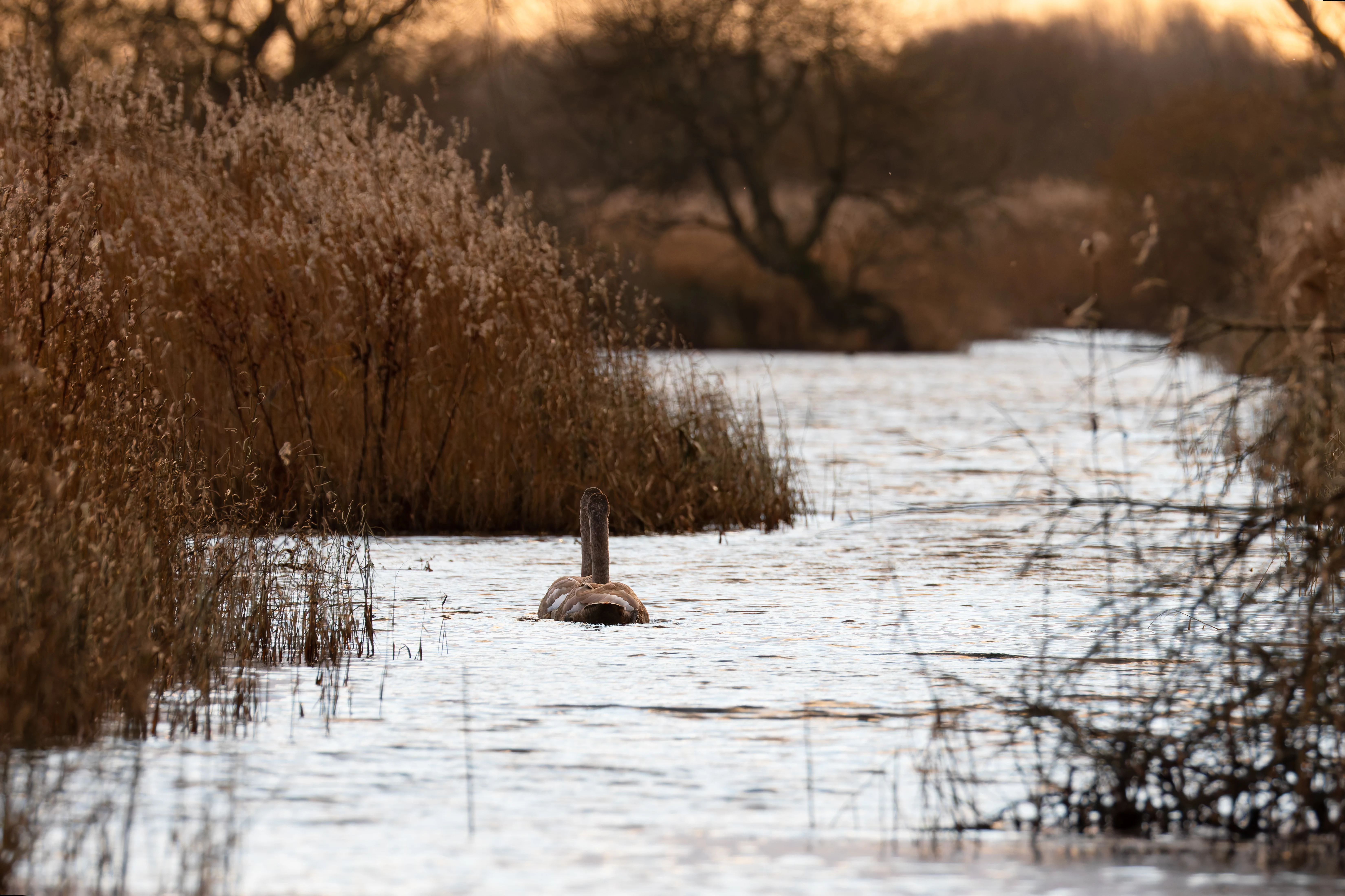 Mute Swans, Leighton Moss, UK — photo by Orlando Prugel-Bennett
