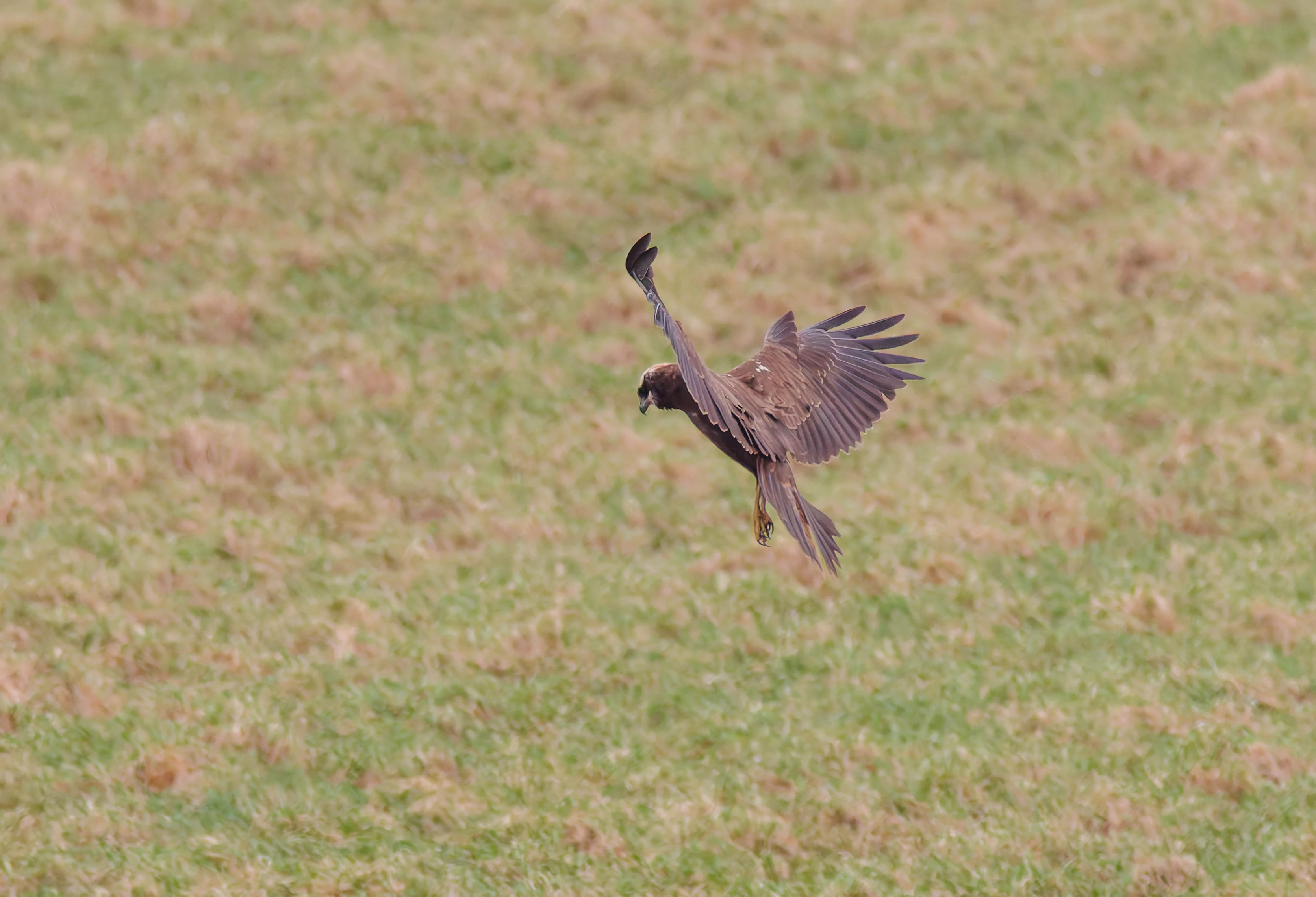 Marsh Harrier, Upper Thurnham, Lancashire, UK — photo by Orlando Prugel-Bennett