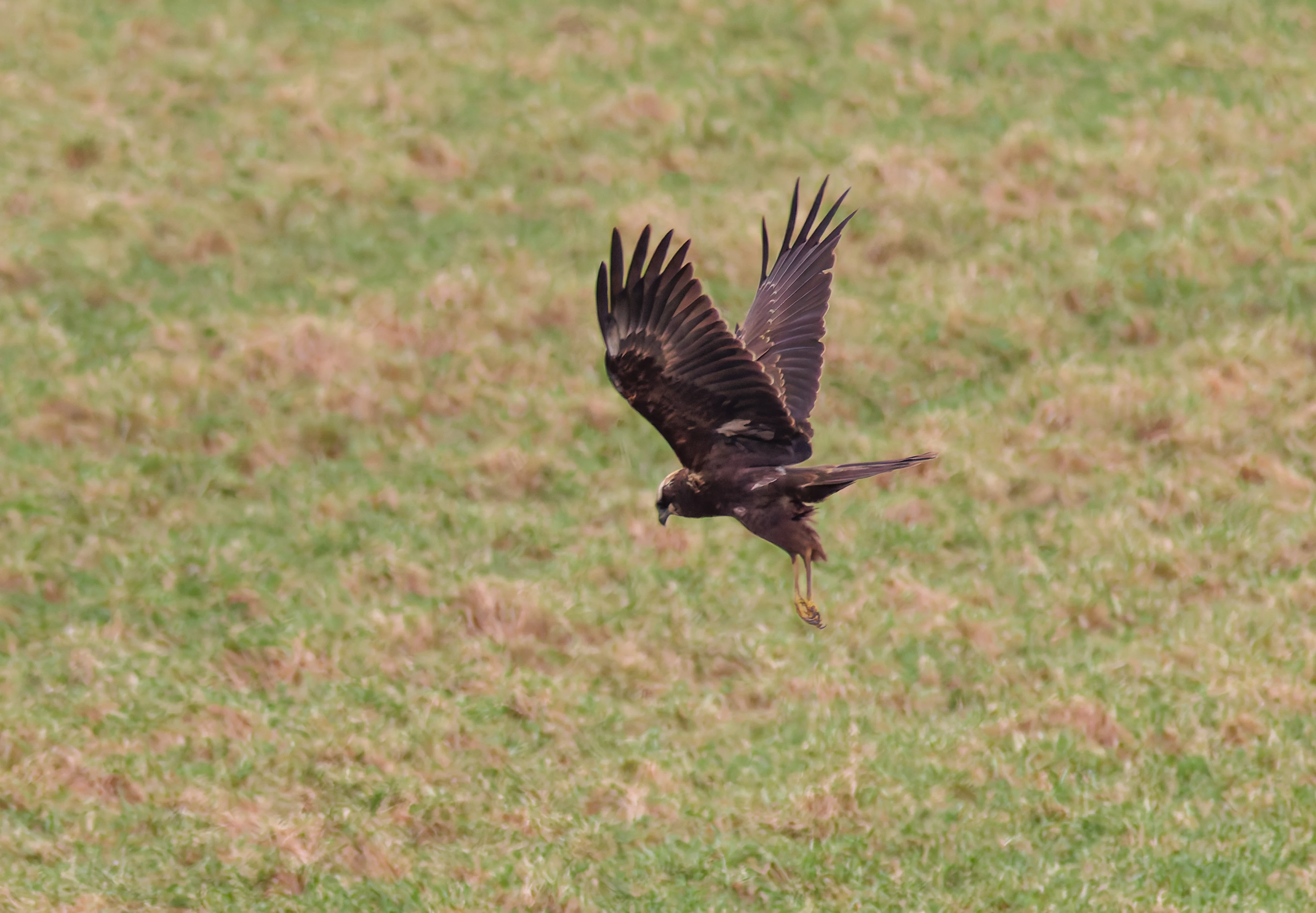 Marsh Harrier, Upper Thurnham, Lancashire, UK — photo by Orlando Prugel-Bennett