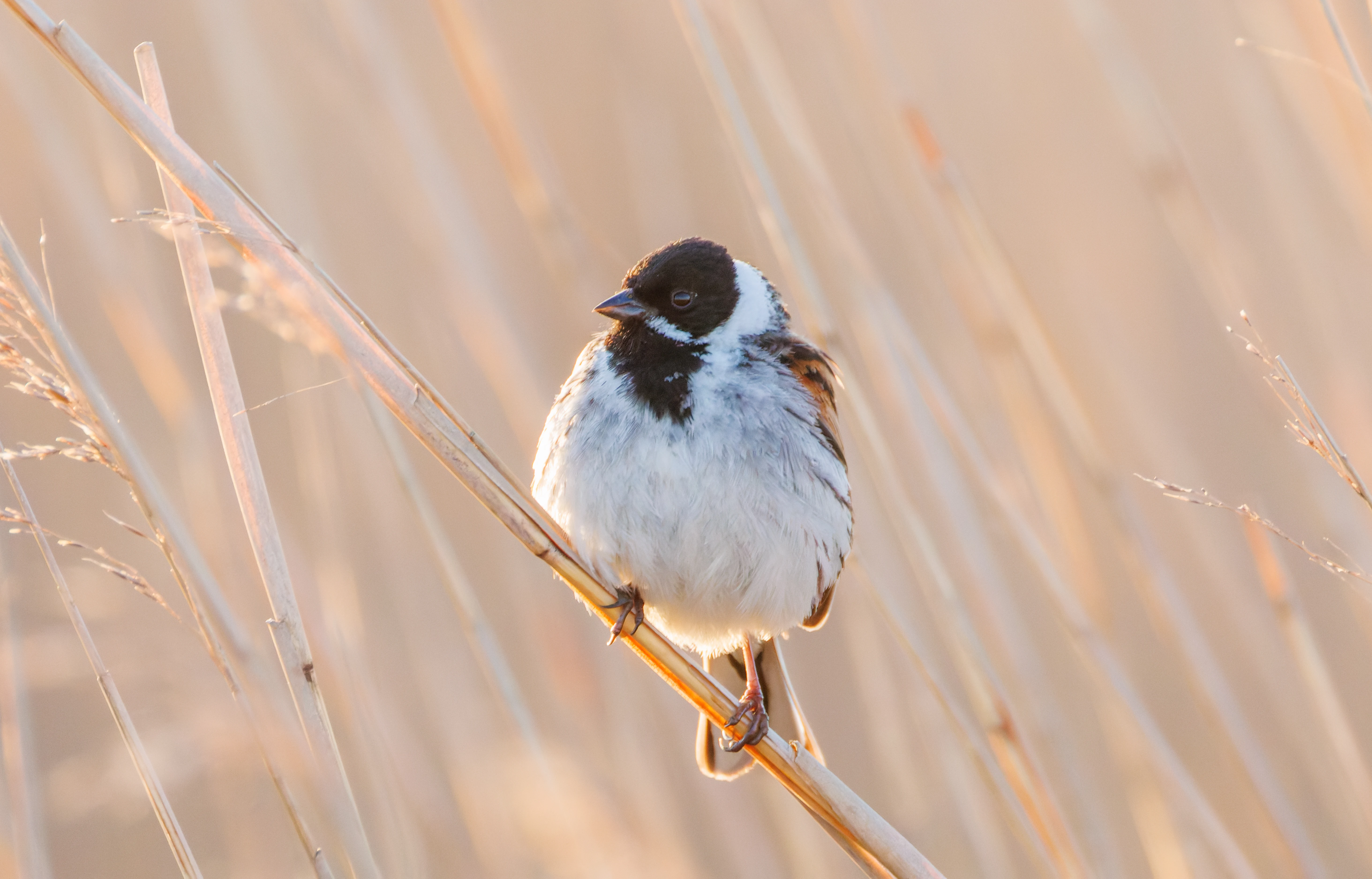Reed Bunting, Buston Links, Seahouses, Northumberland, UK — photo by Orlando Prugel-Bennett