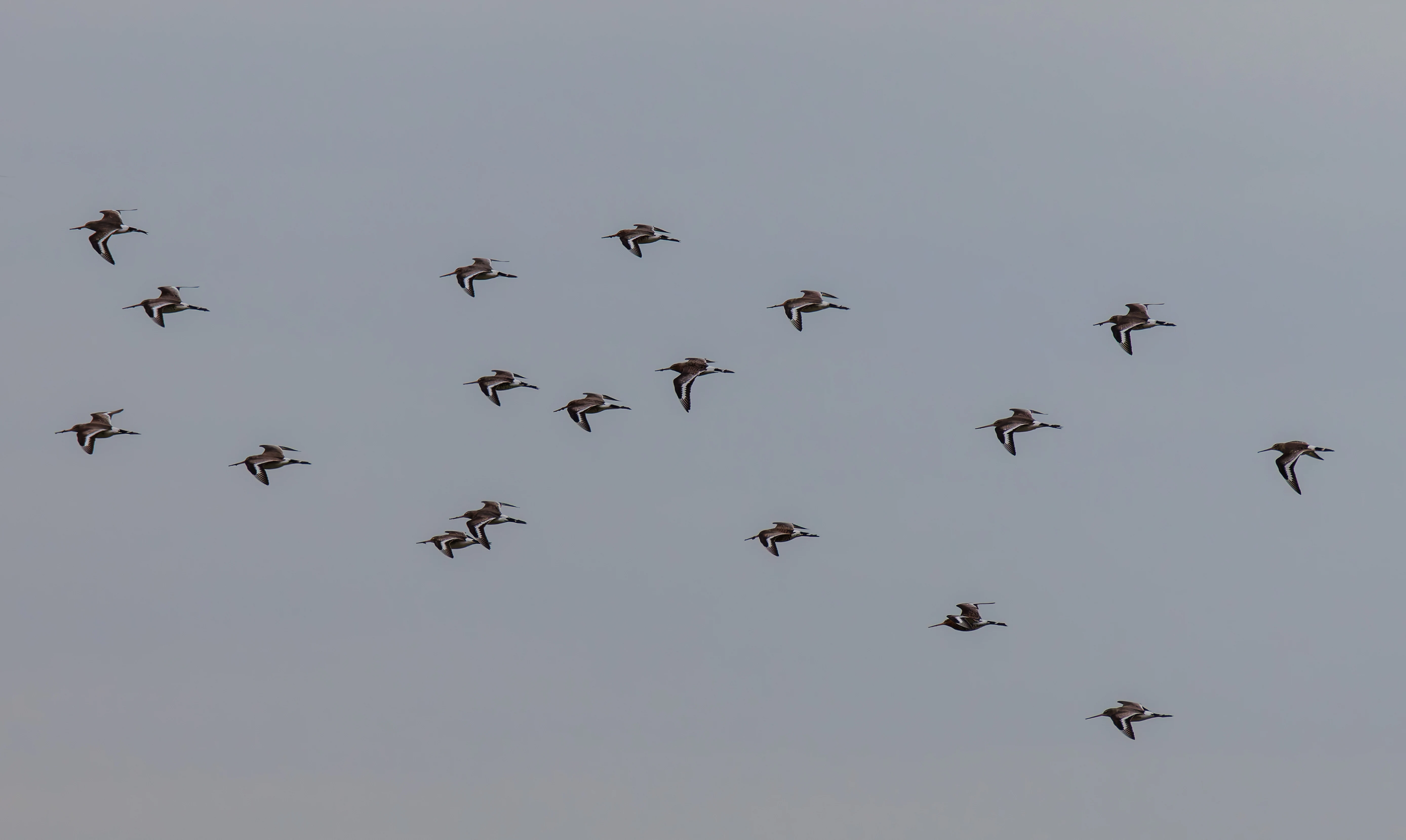 Black-Tailed Godwits, Upper Thurnham, Lancashire, UK — photo by Orlando Prugel-Bennett