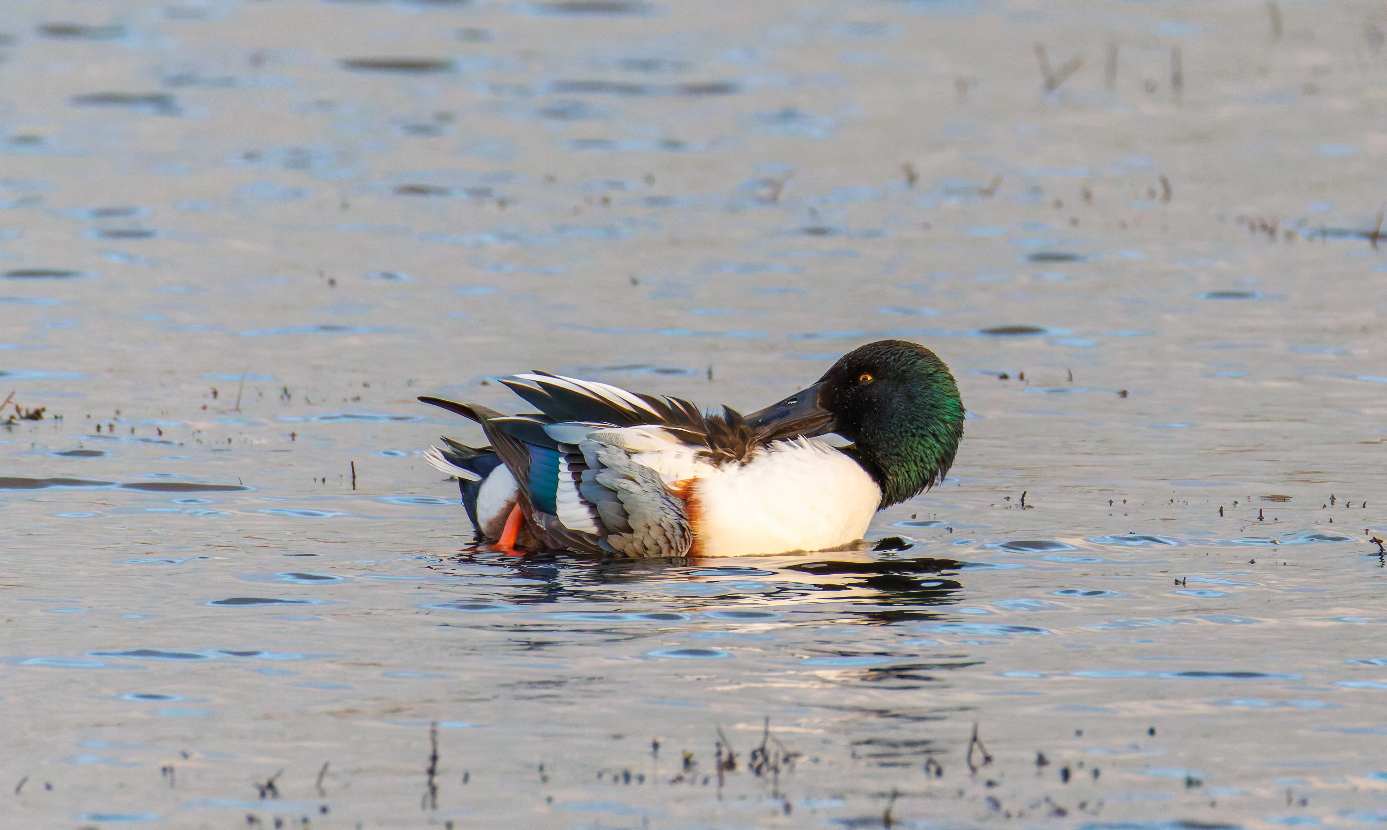 Shoveler, Leighton Moss, UK — photo by Orlando Prugel-Bennett
